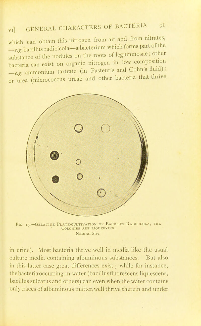 which can obtain this nitrogen from air and from nitrates, -e - bacillus radicicola-a bacterium which forms part of the substance of the nodules on the roots of legummosae; other bacteria can exist on organic nitrogen in low composition -e - ammonium tartrate (in Pasteur's and Cohn's fluid); or urea (micrococcus ureae and other bacteria that thrive Fig. 15.—GelatIiNE Plate-cultivation of Bacillus Radicicola, the Colonies are liquefying. Natural Size. in urine). Most bacteria thrive well in media like the usual culture media containing albuminous sub.stances. But also in this latter case great differences exist; while for instance, thebacteriaoccurring in water (bacillusfluorcscens liquescens, bacillus sulcatus and others) can even when the water contains only traces of albuminous matter, well thrive therein and under