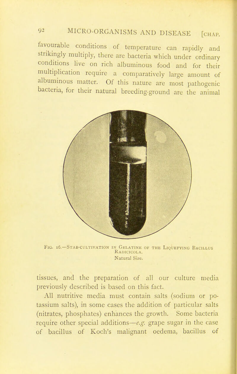 favourable conditions of temperature can rapidly and strikingly multiply, there are bacteria which under ordinary conditions live on rich albuminous food and for their multiplication require a comparatively large amount of albuminous matter. Of this nature are most pathogenic bacteria, for their natural breeding-ground are the animal Fig. i6.—Stab-cultivation in Gelatine ok the Liquefying Bacillus Radicicola. Natural Size. tissues, and the preparation of all our culture media previously described is based on this fact. All nutritive media must contain salts (sodium or po- tassium salts), in some cases the addition of particular salts (nitrates, phosphates) enhances the growth. Some bacteria require other special additions—e.g. grape sugar in the case of bacillus of Koch's malignant oedema, bacillus of