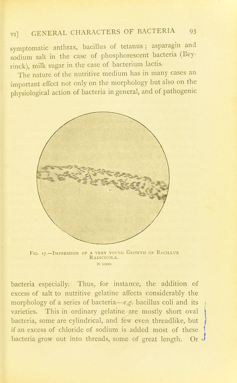 symptomatic anthrax, bacillus of tetanus; asparagin and sodium salt in the case of phosphorescent bacteria (Bey- rinck), milk sugar in the case of bacterium lactis. The nature of the nutritive medium has in many cases an important effect not only on the morphology but also on the physiological action of bacteria in general, and of pathogenic Fig. 17.—Impression of a very young Growth of Bacillus Radicicola. bacteria especially. Thus, for instance, the addition of excess of salt to nutritive gelatine affects considerably the morphology of a series of bacteria—e.g. bacillus coli and its varieties. This in ordinary gelatine are mostly short oval bacteria, some are cylindrical, and few even threadlike, but if an excess of chloride of sodium is added most of these bacteria grow out into threads, some of great length. Or