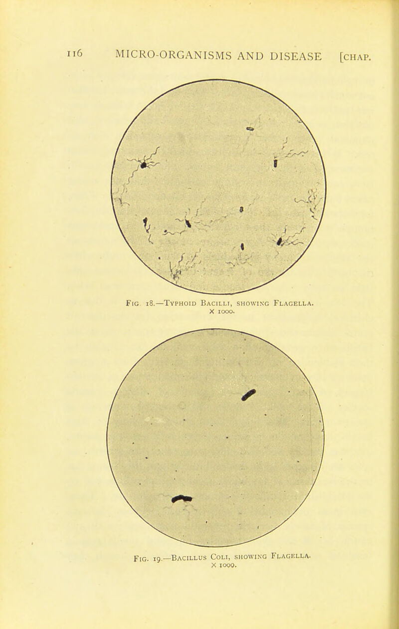 Fig. 19—Bacillus Coli, showing Flagella. X JOPO.