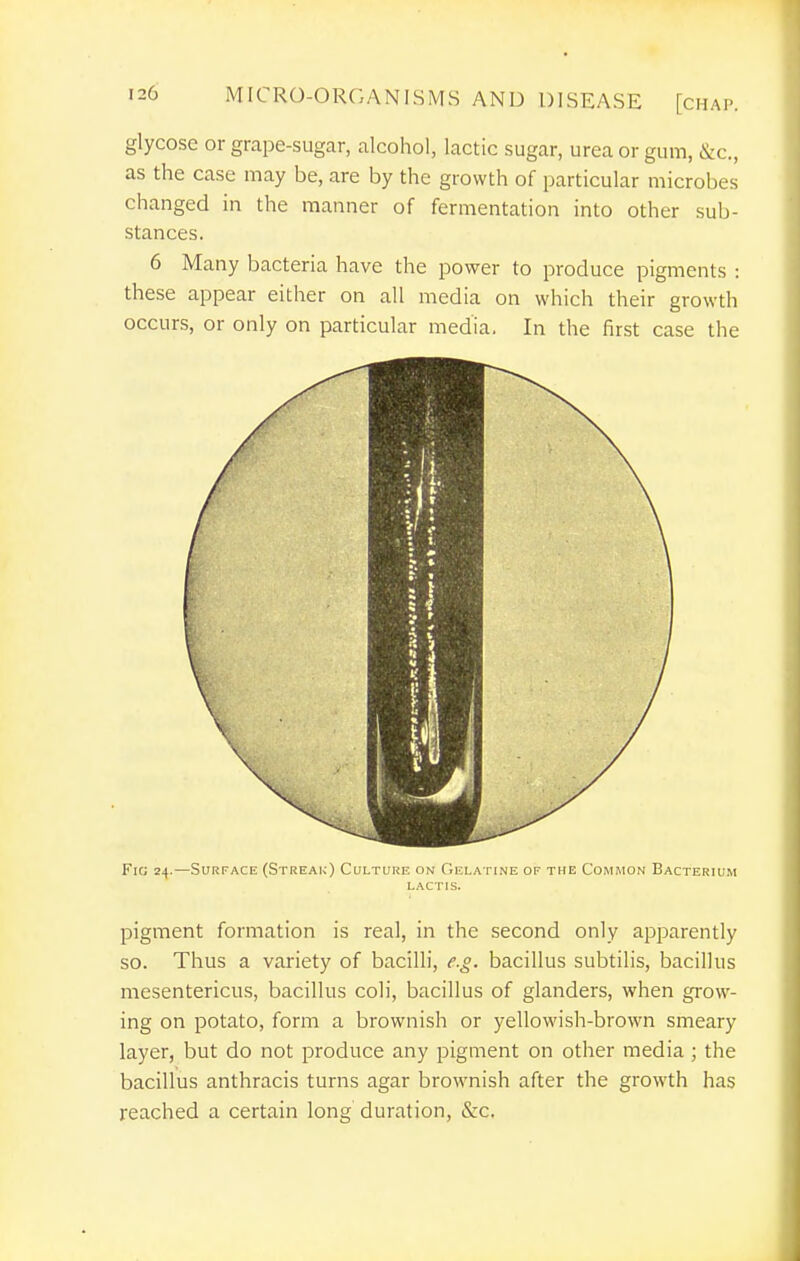glycose or grape-sugar, alcohol, lactic sugar, urea or gum, &c., as the case may be, are by the growth of particular microbes changed in the manner of fermentation into other sub- stances. 6 Many bacteria have the power to produce pigments : these appear either on all media on which their growth occurs, or only on particular media. In the first case the Fic; 24.—Surface (Streai;) Culture on Gelatine of the Common Bacterium LACTIS. pigment formation is real, in the second only apparently so. Thus a variety of bacilli, e.g. bacillus subtilis, bacillus mesentericus, bacillus coli, bacillus of glanders, when grow- ing on potato, form a brownish or yellowish-brown smeary layer, but do not produce any pigment on other media ; the bacillus anthracis turns agar brownish after the growth has reached a certain long duration, &c.