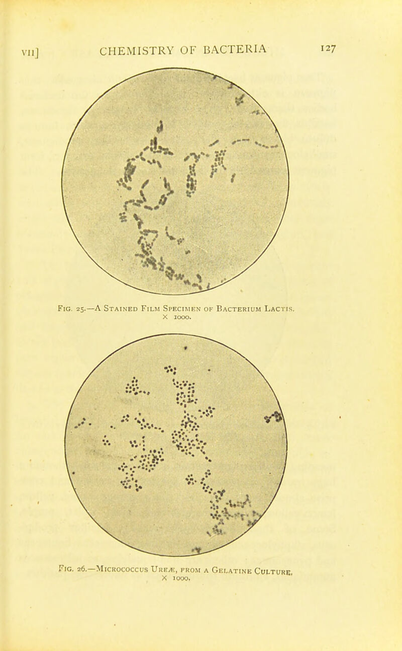 VllJ Fig. 26.—Micrococcus Urit/e, from a Gelatine Culturb, X 1000,