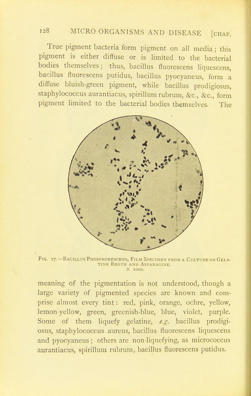 True pigment bacteria form pigment on all media; this pigment is either diffuse or is limited to the bacterial bodies themselves; thus, bacillus fluorescens liquescens, bacillus fluorescens putidus, bacillus pyocyaneus, form a diffuse bluish-green pigment, while bacillus prodigiosus, staphylococcus aurantiacus, spirillum rubrum, &c., &c., form pigment limited to the bacterial bodies themselves. The Fig. 27.—Bacillus Phosphorescens, Film Specimen from a Culture on Gela- tine Broth and Asparagine. X 1000. meaning of the pigmentation is not understood, though a large variety of pigmented species are known and com- prise almost every tint: red, pink, orange, ochre, yellow, lemon-yellow, green, greenish-blue, blue, violet, purple. Some of them liquefy gelatine, e.g. bacillus prodigi- osus, staphylococcus aureus, bacillus fluorescens liquescens and pyocyaneus; others are non-liquefying, as micrococcus aurantiacus, spirillum rubrum^ bacillus fluorescens putidus.
