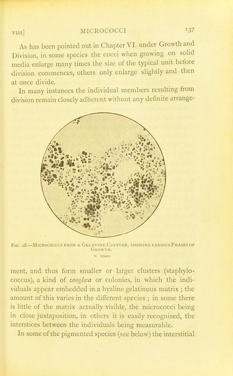As has been pointed out in Chapter VI. under Growth and Division, in some species the cocci when growing on sohd media enlarge many times the size of the typical unit before division commences, others only enlarge slightly and then at once divide. In many instances the individual members resulting from division remain closely adherent without any definite arrange- Fic. 28.—Micrococcus from a Gelatine Culture, showing various Phases of Growth. X 1000. ment, and thus form smaller or larger clusters (staphylo- coccus), a kind of zooglcea or colonies, in which the indi- viduals appear embedded in a hyaline gelatinous matrix ; the amount of this varies in the different species ; in some there is little of the matrix actually visible, the micrococci being in close juxtaposition, in others it is easily recognised, the interstices between the individuals being measurable. In some of the pigmented species (see below) the interstitial