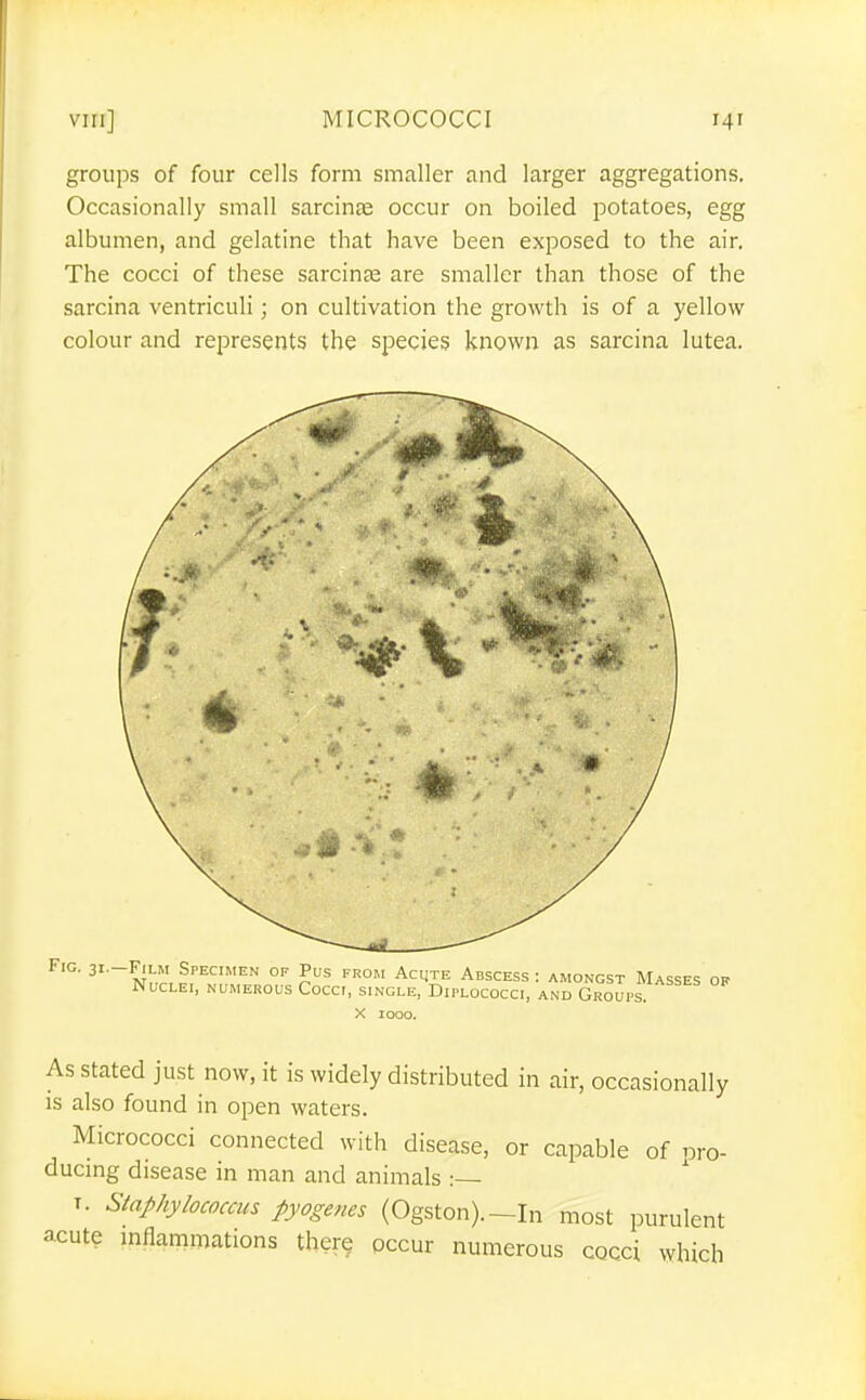 groups of four cells form smaller and larger aggregations. Occasionally small sarcinte occur on boiled potatoes, egg albumen, and gelatine that have been exposed to the air. The cocci of these sarcinse are smaller than those of the sarcina ventriculi; on cultivation the growth is of a yellow colour and represents the species known as sarcina lutea. Fig. 31.-FJLM Specimen of Pus from Acute Abscess : amongst Masses op Nuclei, numerous Cocci, single, Diplococci, and Groups X 1000. As stated just now, it is widely distributed in air, occasionally is also found in open waters. Micrococci connected with disease, or capable of pro- ducmg disease in man and animals :— T. Staphylococcus pyogenes (Ogston).—In most purulent acute mflammations ther? occur numerous cocci which