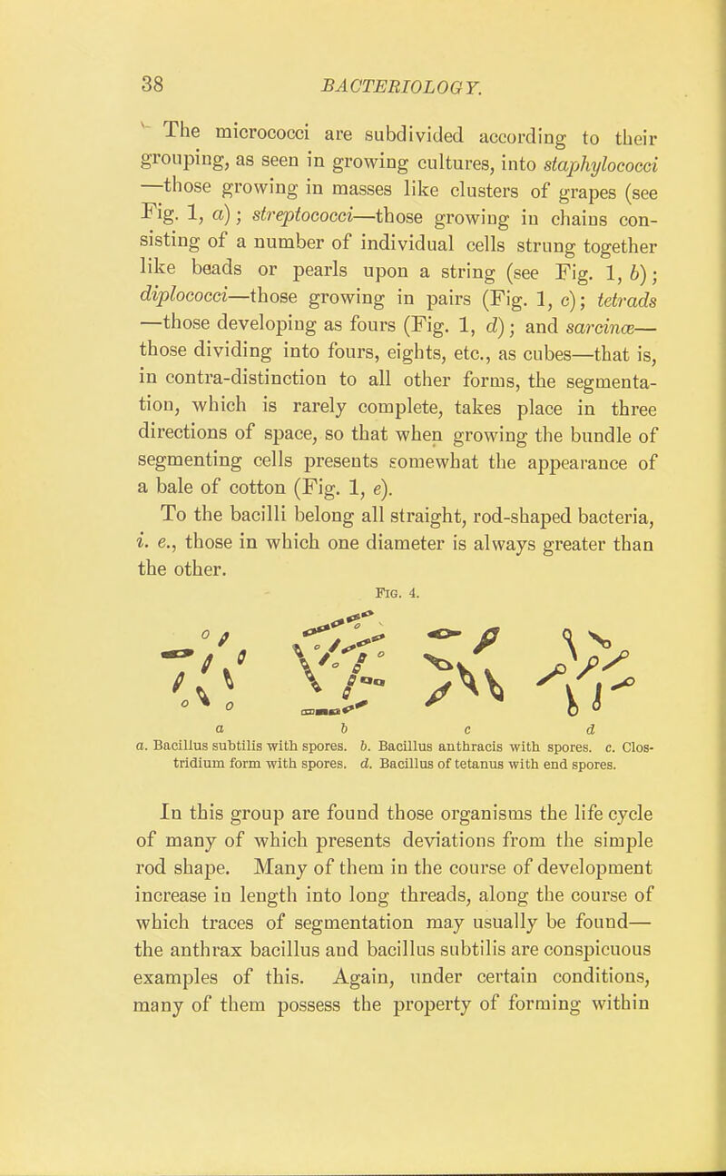 The micrococci are subdivided according to tiieir grouping, as seen in growing cultures, into staphylococci —those growing in masses like clusters of grapes (see Fig. 1, a); streptococci—those growing in chains con- sisting of a number of individual cells strung together like beads or pearls upon a string (see Fig. 1,6); diplococci—those growing in pairs (Fig, 1, c); tetrads —those developing as fours (Fig. 1, d); and sarcince— those dividing into fours, eights, etc., as cubes—that is, in contra-distinction to all other forms, the segmenta- tion, which is rarely complete, takes place in three directions of space, so that when growing the bundle of segmenting cells presents somewhat the appearance of a bale of cotton (Fig. 1, e). To the bacilli belong all straight, rod-shaped bacteria, i. e., those in which one diameter is always greater than the other. Fig. 4. ^! lir A\ a 6 c d a. Bacillus subtilis with spores. 6. Bacillus anthracls with spores, c. Clos- tridium form with spores, d. Bacillus of tetanus with end spores. In this group are found those organisms the life cycle of many of which presents deviations from the simple rod shape. Many of them in the course of development increase in length into long threads, along the course of which traces of segmentation may usually be found— the anthrax bacillus and bacillus subtilis are conspicuous examples of this. Again, under certain conditions, many of them possess the property of forming within