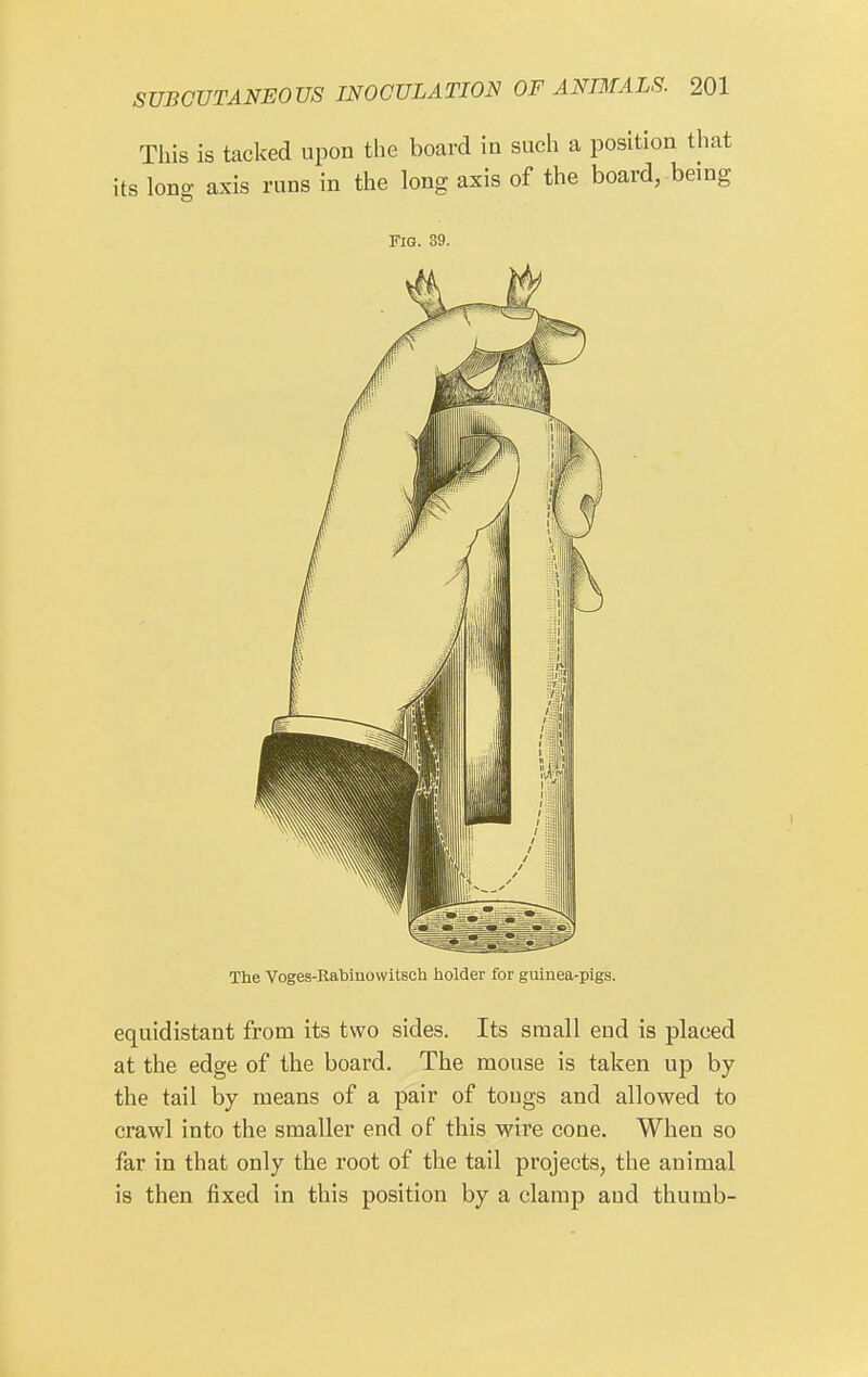 This is tacked upon the board in such a position that its long axis runs in the long axis of the board, being Fia. 39. The Voges-Eabinowitsch holder for guinea-pigs. equidistant from its two sides. Its small end is placed at the edge of the board. The mouse is taken up by the tail by means of a pair of tongs and allowed to crawl into the smaller end of this wire cone. When so far in that only the root of the tail projects, the animal is then fixed in this position by a clamp and thumb-