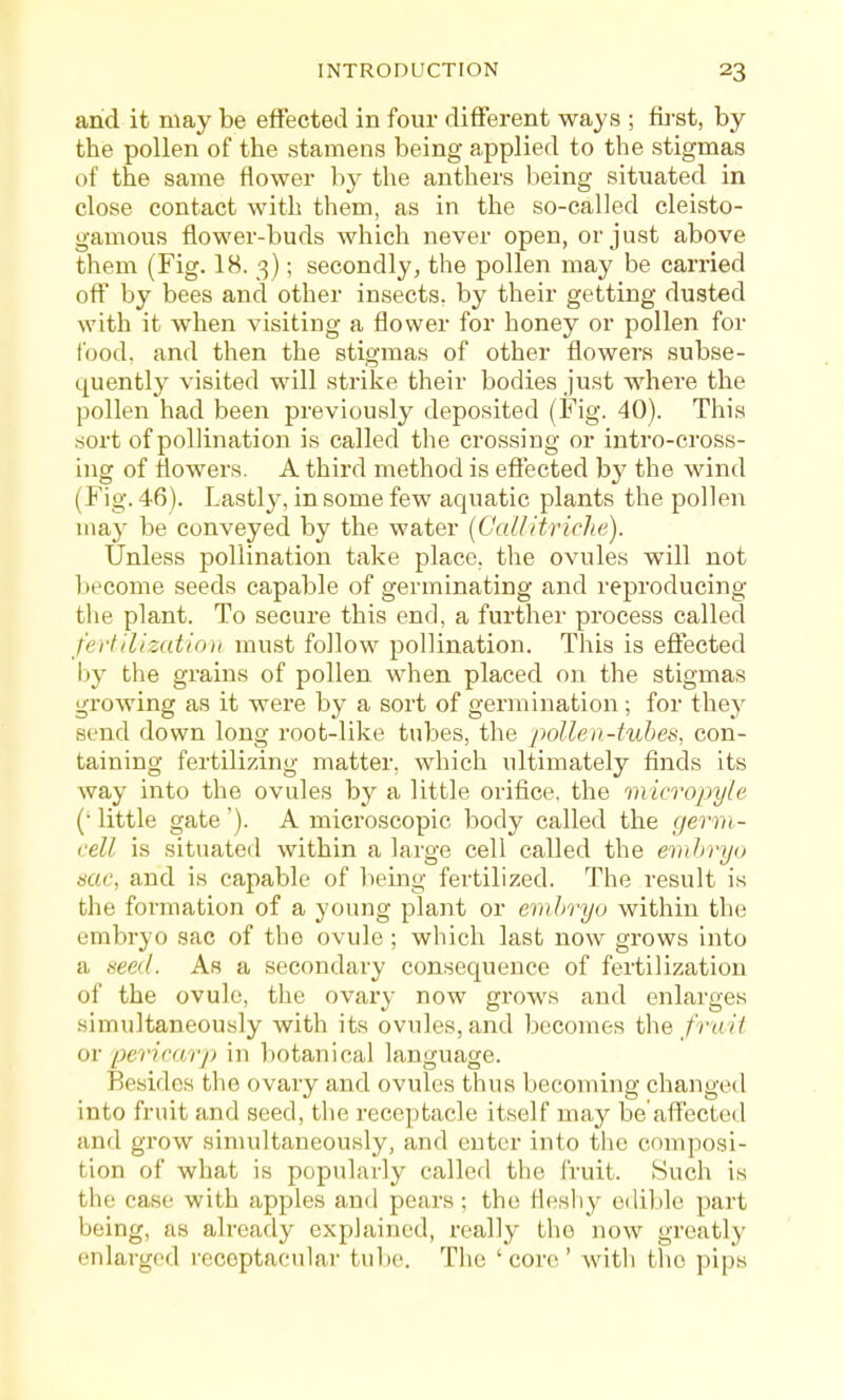arid it may be effected in four different ways ; first, by the pollen of the stamens being applied to the stigmas of the same flower by the anthers being situated in close contact with them, as in the so-called cleisto- gamous flower-buds which never open, or just above them (Fig. 18. 3); secondly, the pollen may be carried off by bees and other insects, by their getting dusted with it when visiting a flower for honey or pollen for food, and then the stigmas of other flowers subse- quently visited will strike their bodies just where the pollen had been previously deposited (Fig. 40). This sort of pollination is called the crossing or intro-cross- ing of flowers. A third method is eflTected by the wind (Fig. 46). Lastly, in some few aquatic plants the pollen may be conveyed by the water [Gallitriclie). Unless pollination take place, the ovules will not l>ecome seeds capable of germinating and reproducing the plant. To secure this end, a further process called ferfilizatiou must follow pollination. This is effected i)y the grains of pollen when placed on the stigmas growing as it were by a sort of germination; for they send down long root-like tubes, the pollen-tubes, con- taining fertilizing matter, which ultimately finds its way into the ovules by a little orifice, the micropyle (■ little gate'). A microscopic body called the germ- cell is situated within a large cell called the embryo sac, and is capable of being fertilized. The result is the formation of a young plant or embryo within the embryo sac of the ovule ; which last now grows into a seed. As a secondary consequence of fertilization of the ovule, the ovary now grows and enlarges simultaneously with its ovules, and becomes the frail or pericarp in botanical language. Resides the ovary and ovules thus becoming changed into fruit and seed, the receptacle itself may be affected and grow simultaneously, and enter into the composi- tion of what is popularly called the fruit. Such is the case with apples and pears; the llesliy edible part being, as already explained, really the now greatly enlarged receptacular tube. The ' core ' with the pips