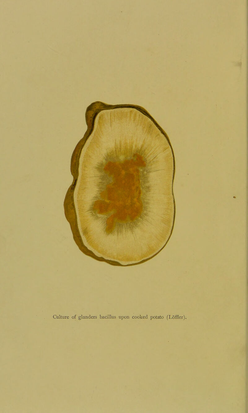 Culture of glanders bacillus upon cooked potato (Loffler).