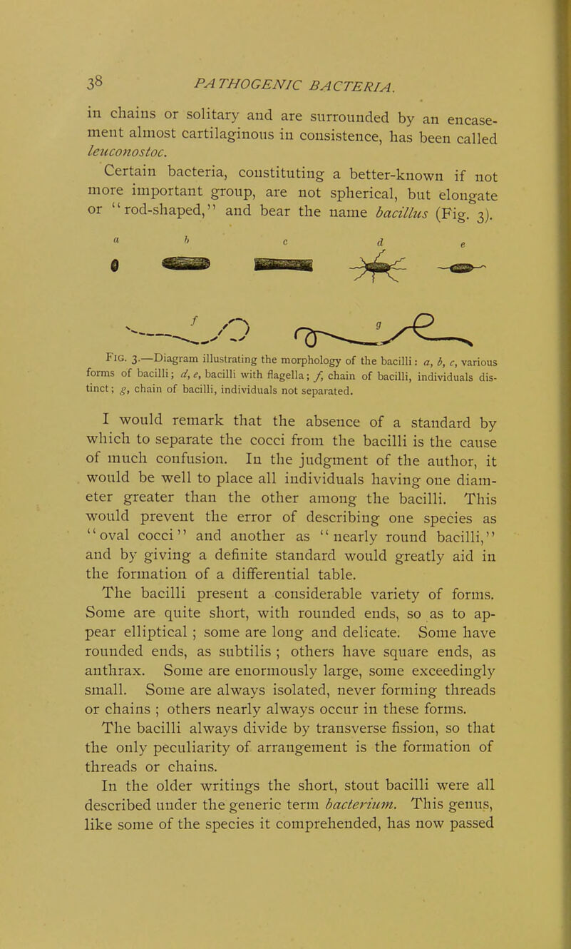 in chains or solitary and are surrounded by an encase- ment almost cartilaginous in consistence, has been called leiuonostoc. Certain bacteria, constituting a better-known if not more important group, are not spherical, but elongate or rod-shaped, and bear the name bacillus (Fig. 3). c d 0 Fig. 3.—Diagram illustrating the morphology of the bacilli: a, b, c, various forms of bacilli; d, e, bacilli with flagella; / chain of bacilli, individuals dis- tinct ; g, chain of bacilli, individuals not separated. I would remark that the absence of a standard by which to separate the cocci from the bacilli is the cause of much confusion. In the judgment of the author, it would be well to place all individuals having one diam- eter greater than the other among the bacilli. This would prevent the error of describing one species as oval cocci and another as nearly round bacilli, and by giving a definite standard would greatly aid in the formation of a differential table. The bacilli present a considerable variety of forms. Some are quite short, with rounded ends, so as to ap- pear elliptical ; some are long and delicate. Some have rounded ends, as subtilis ; others have square ends, as anthrax. Some are enormously large, some exceedingly small. Some are always isolated, never forming threads or chains ; others nearly always occur in these forms. The bacilli always divide by transverse fission, so that the only peculiarity of arrangement is the formation of threads or chains. In the older writings the short, stout bacilli were all described under the generic term bacterium. This genus, like some of the species it comprehended, has now passed