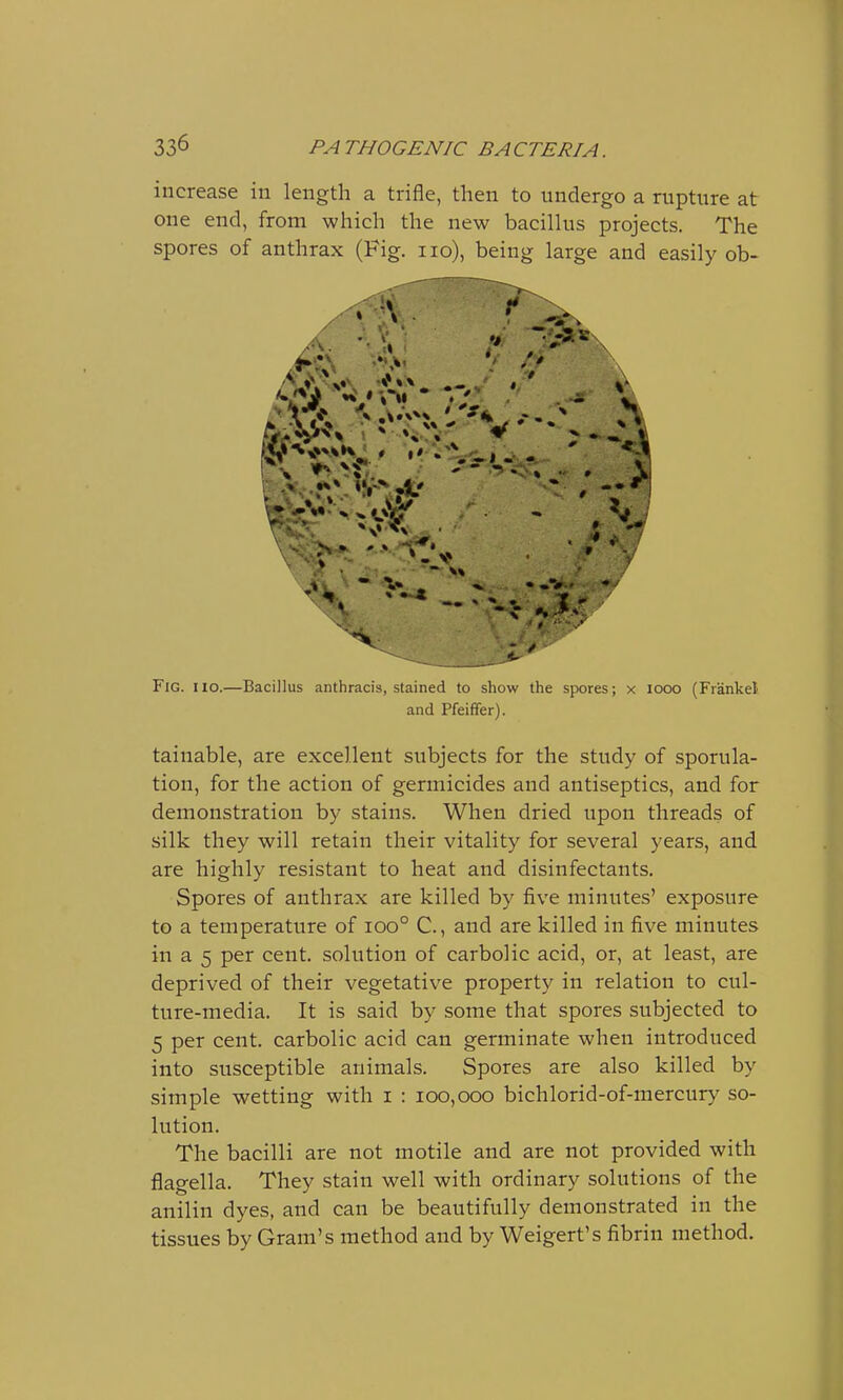 increase in length a trifle, then to undergo a rupture at one end, from which the new bacillus projects. The spores of anthrax (Fig. no), being large and easily ob- Fig. no.—Bacillus anthracis, stained to show the spores; x iooo (Frankel and Pfeiffer). tamable, are excellent subjects for the study of sporula- tion, for the action of germicides and antiseptics, and for demonstration by stains. When dried upon threads of silk they will retain their vitality for several years, and are highly resistant to heat and disinfectants. Spores of anthrax are killed by five minutes' exposure to a temperature of ioo° C, and are killed in five minutes in a 5 per cent, solution of carbolic acid, or, at least, are deprived of their vegetative property in relation to cul- ture-media. It is said by some that spores subjected to 5 per cent, carbolic acid can germinate when introduced into susceptible animals. Spores are also killed by simple wetting with i : 100,000 bichlorid-of-mercury so- lution. The bacilli are not motile and are not provided with flagella. They stain well with ordinary solutions of the anilin dyes, and can be beautifully demonstrated in the tissues by Gram's method and by Weigert's fibrin method.