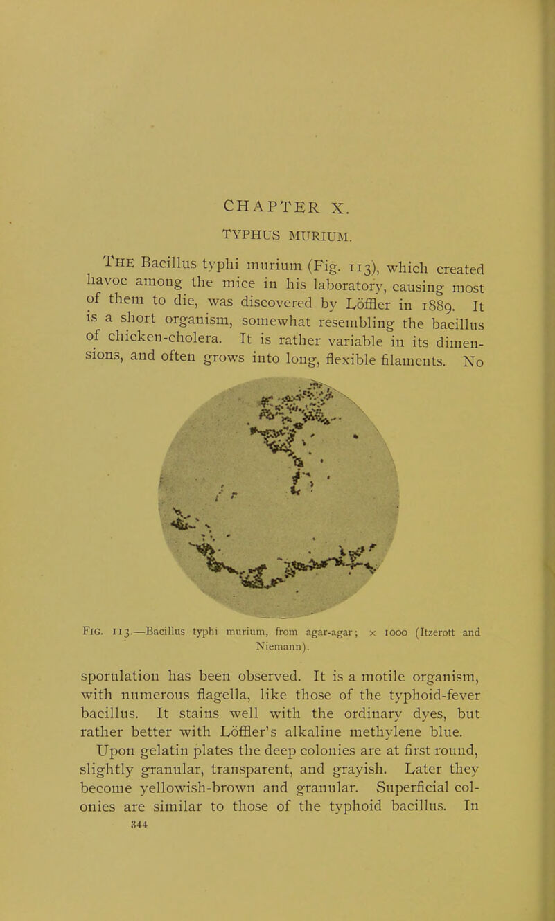 CHAPTER X. TYPHUS MURIUM. The Bacillus typhi murium (Fig. 113), which created havoc among the mice in his laboratory, causing most of them to die, was discovered by Loffler in 1889. It is a short organism, somewhat resembling the bacillus of chicken-cholera. It is rather variable in its dimen- sions, and often grows into long, flexible filaments. No mm*. ti • \ ■I- Fig. 113.—Bacillus typhi murium, from agar-agar; x iooo (Itzerott and Niemann). sporulatiou has been observed. It is a motile organism, with numerous flagella, like those of the typhoid-fever bacillus. It stains well with the ordinary dyes, but rather better with Iyoffler's alkaline methylene blue. Upon gelatin plates the deep colonies are at first round, slightty granular, transparent, and grayish. Later they become yellowish-brown and granular. Superficial col- onies are similar to those of the typhoid bacillus. In