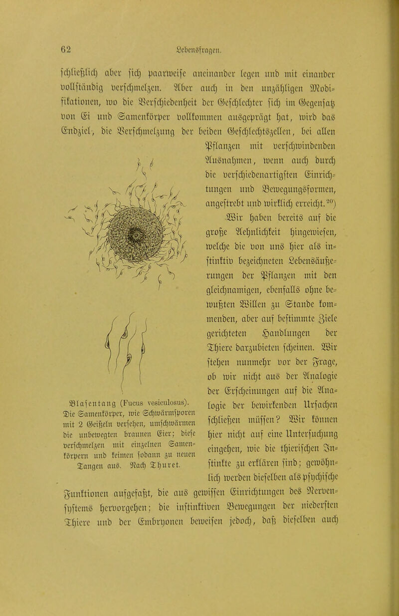 ftfjftejjlicrj aber fiel) paarroetfe aueinember logen nnb mit einanber üotlftiinbig berfdjmeläen. 316er audj in ben unjä^igen SRobU ftfationen, roo bie &erfctjieben$eit ber ©efdjtedjter fiel) im ©egenfalj nun (Si nnb ©amenförtoer ootttommen ausgeprägt £)at, roirb bag ©itbjiel-, bte £3erfcrjme£jung ber beiben (55e[d)(ec£)t§getren, bei aßen Sßflangen mit uerfctjroinbenben 5lu§nat)men, trenn and) bind) bie uerfdjiebenartigften @inrid)= tnngen nnb SSeroegungSformen, angeftrebt nnb mirfüd) erreicht.20) Sßir fjaben bereite auf bie grofie 5(eljnlicr)feit rjingemiefen, toeldje bie tion uns? f)ier als in* ftinftib 6e§eid)neten Sebenääu^e= rnngen ber SJ3f langen mit ben gleidjnamigen, ebenfalls orjne be= mußten SBiUen 511 ©taube fom= menben, aber auf beftimmte ßiele gerichteten ^anblnngen ber Xtjiere barjubieten fd)einen. SBir fielen nunmehr bor ber grage, ob mir nidjt au§ ber Analogie ber ©rfdjetnungen auf bie 5tna= logie ber beroirfenben Urfadjen fdjfiefjett muffen? SBir fönnen SBlafentaug (Fucus vesiculosus). ®te (gamenförper, \vk ©djrocirmiporen mit 2 ©cifjelu üerfe^en, umfdjuiärmen bie unbewegten braunen @ier; tiefe fjier nidjt auf eine Untcrfutfntng tericbmelsen mit ein^Oten ©amen» . . ^ ^ t^d)m gn= förpern nnb feimen fobauit ju neuen a J ' t Sangen au& 5ßa$ Spuret. fünfte ju erftören ftnb; gcroötjn* tid) merben biefclbcn aiSbfndjifdje gttnftioncn aufgefaßt, bie an§ gemiffen (Sinridjtnngen be§ Serben« fnftemg Verborgenen; *>ie toftinftiben 93emegnngcn ber nieberften Spiere nnb ber ©mbrrjonen beroeifen [ebodj, bafj biefelbcn audj