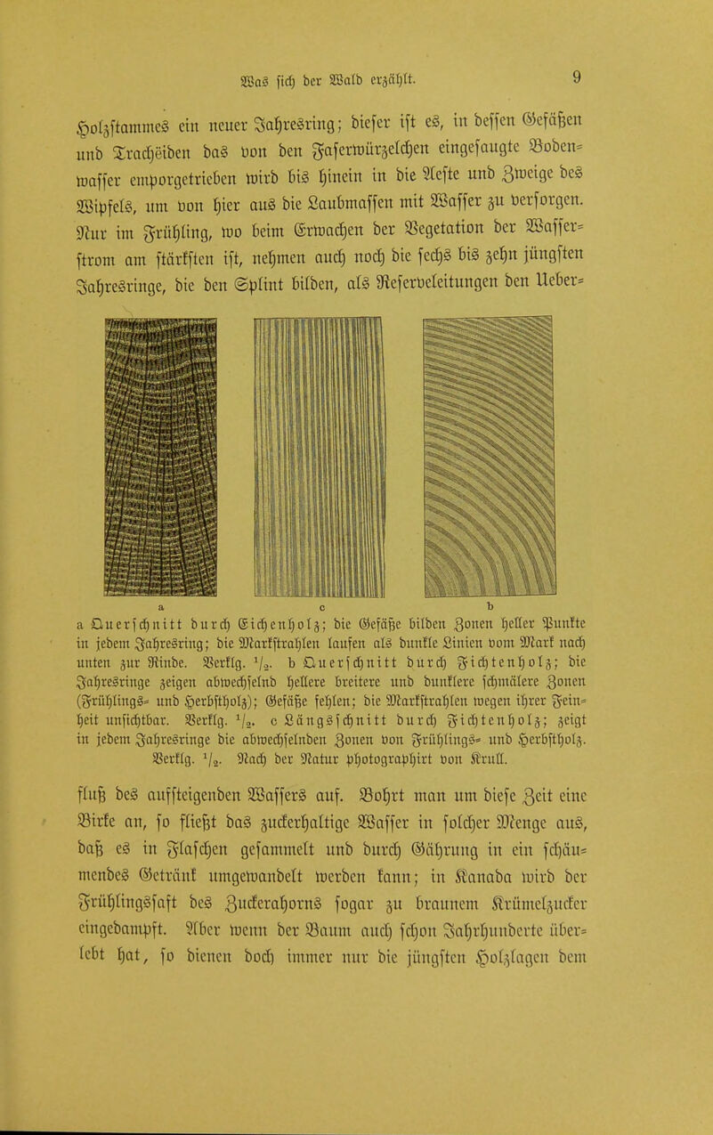 <pot5ftammc§ ein neuer Safjreäring; btefer tft e8, in beffen ©efäfcen unb $ra$6tben ba§ toon ben gafermüräelcfjen eingef äugte »oben* loaffcr emporgetrieben totrb big fjhtein in bie SIefte unb £meige be§ 2öipfel§, um üon fjter au8 bie Saubmaffen mit 2ßaffer 31t öerforgen. Statt im gtüpng, xoo beim ©rmacfjen ber Vegetation ber SBaffet* ftrom am ftärfften tft, nehmen aud) nod) bie fed)8 bi§ gerju jüngften SafjreSringe, bie ben (Splint bilben, als 9*eferüeteitungen ben lieber* a c b a Querfdjnitt burd) eidjentjolä; bie ©efäfje bilben fernen tjelter fünfte in jebem Jaf)re§ring; bie Söiarfftraljten taufen aB bunfte Sinicn bom 9Jiar! nadj unten jur SRinbe. Sßerftg. Va- b öuerfdjnitt burd) gid) tent) ot 5; bie Jahresringe geigen abtoetfjfetnb fettere breitere unb bunftere fd)inälere fernen (grüf)ting§= unb §erbftb,otä); ©efäfje festen; bie 9D<£arfftrat)Icn toegen itjrer geht* t)eit unfidjtbar. SSerflg. 1j2. cSänggfdjnitt burd) gidjtentjotj; jeigt in jebem Jahresringe bie abtoedjfelnben Qonen üon grüljltng§* unb ^erbfttjotj. Sßerflg. 9lad) ber Siatur bfiotograbtjirt bon fruit. flujs be§ auffteigenben 28affer§ auf. SSobjrt man um btefe ßeit eine Sirfe an, fo fliegt ba§ gucfetfjaltige SBaffer in foldjer SOtenge att§, bafj e§ in glafcrjcn ge[ammett unb burd) ©äfjruug in ein fd)äu= mcnbeS ©etrcutf umgetuanbelt merben fann; in Stanaba roirb ber grüljiingSfaft be§ 3ttcferaf)orn§ fogar §u braunem ^rümetjuefer cingebampft. Wber toenn ber Saum aud) fdjon 3at)rf)Uttberte über* lebt f)at, fo bienen bod) immer nur bie jüngften §o%tagen bem