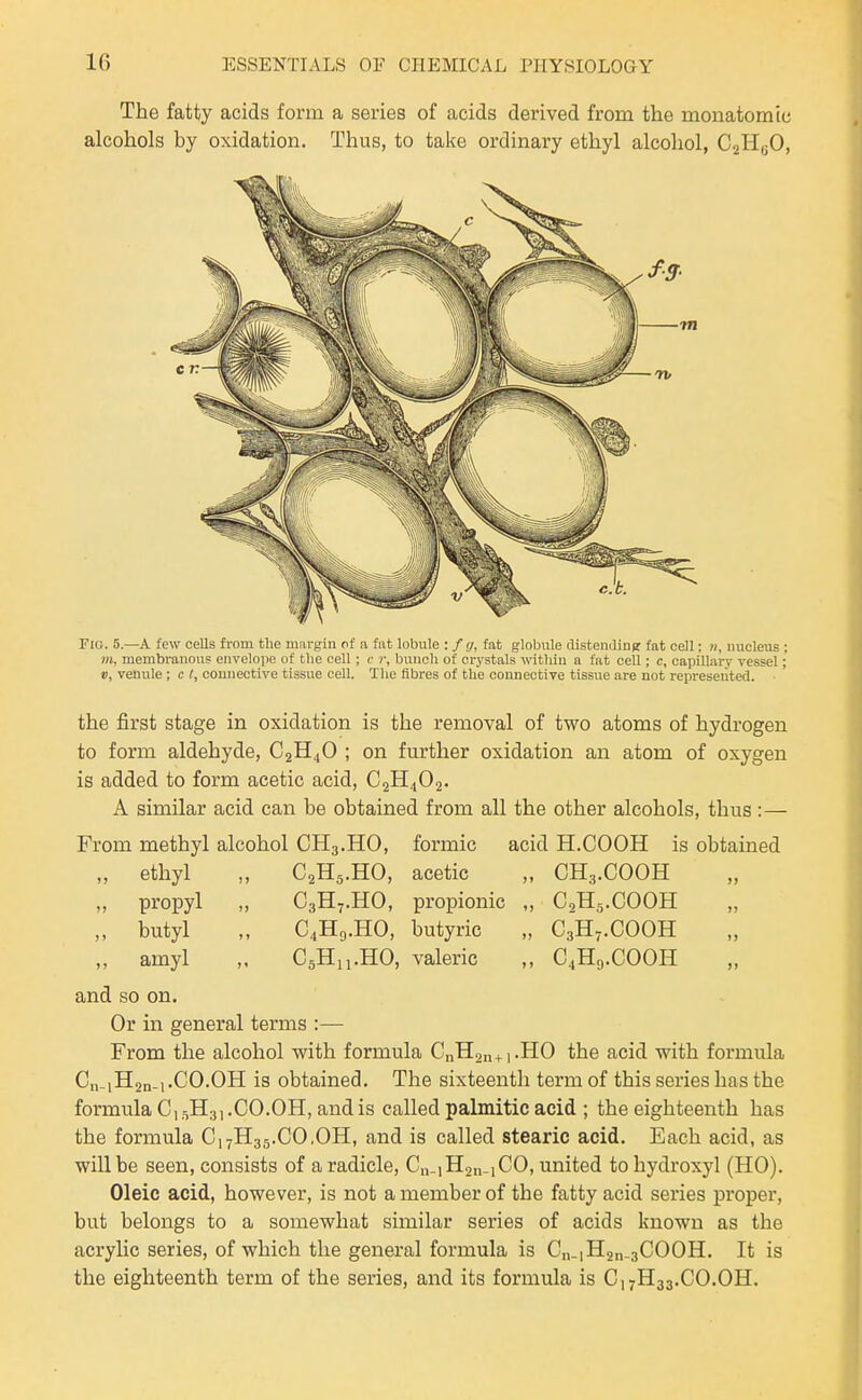 The fatty acids form a series of acids derived from the monatomic alcohols by oxidation. Thus, to take ordinary ethyl alcohol, CaHyO, Fiti. 5.—A few cells from the margin nf ei fat lobule : / r/, fat globule disteniliuK fat cell: n, nucleus ; III, membranous eiivelope of the cell ; c r, bunch of crystals within a fat cell; c, capillary vessel; V, venule ; c (, connective tissue cell. The fibres of the connective tissue are not represented. the first stage in oxidation is the removal of two atoms of hydrogen to form aldehyde, C2H4O ; on further oxidation an atom of oxygen is added to form acetic acid, C2H4O2. A similar acid can be obtained from all the other alcohols, thus :— From methyl alcohol CH3.HO, , C2H5.HO, formic acetic propionic butyric valeric acid H.COOH is obtained „ CH3.COOH „ C0H5.COOH „ C3H,.C00H C4H9.COOH „ ethyl „ propyl „ butyl „ C4H9.HO, ,, amyl „ CjHn.HO, and so on. Or in general terms :— From the alcohol with formula CnH2n + i.H0 the acid with formula Cn-1H2n-1.CO.OH is obtained. The sixteenth term of this series has the formula C15H3,.CO.OH, and is called palmitic acid ; the eighteenth has the formula C17H35.CO.OH, and is called stearic acid. Each acid, as will be seen, consists of a radicle, C„.iH2n-iC0, united tohydroxyl (HO). Oleic acid, however, is not a member of the fatty acid series proper, but belongs to a somewhat similar series of acids known as the acrylic series, of which the general formula is Cn.iHan-sCOOH. It is the eighteenth term of the series, and its formula is C,7H33.CO.OH.
