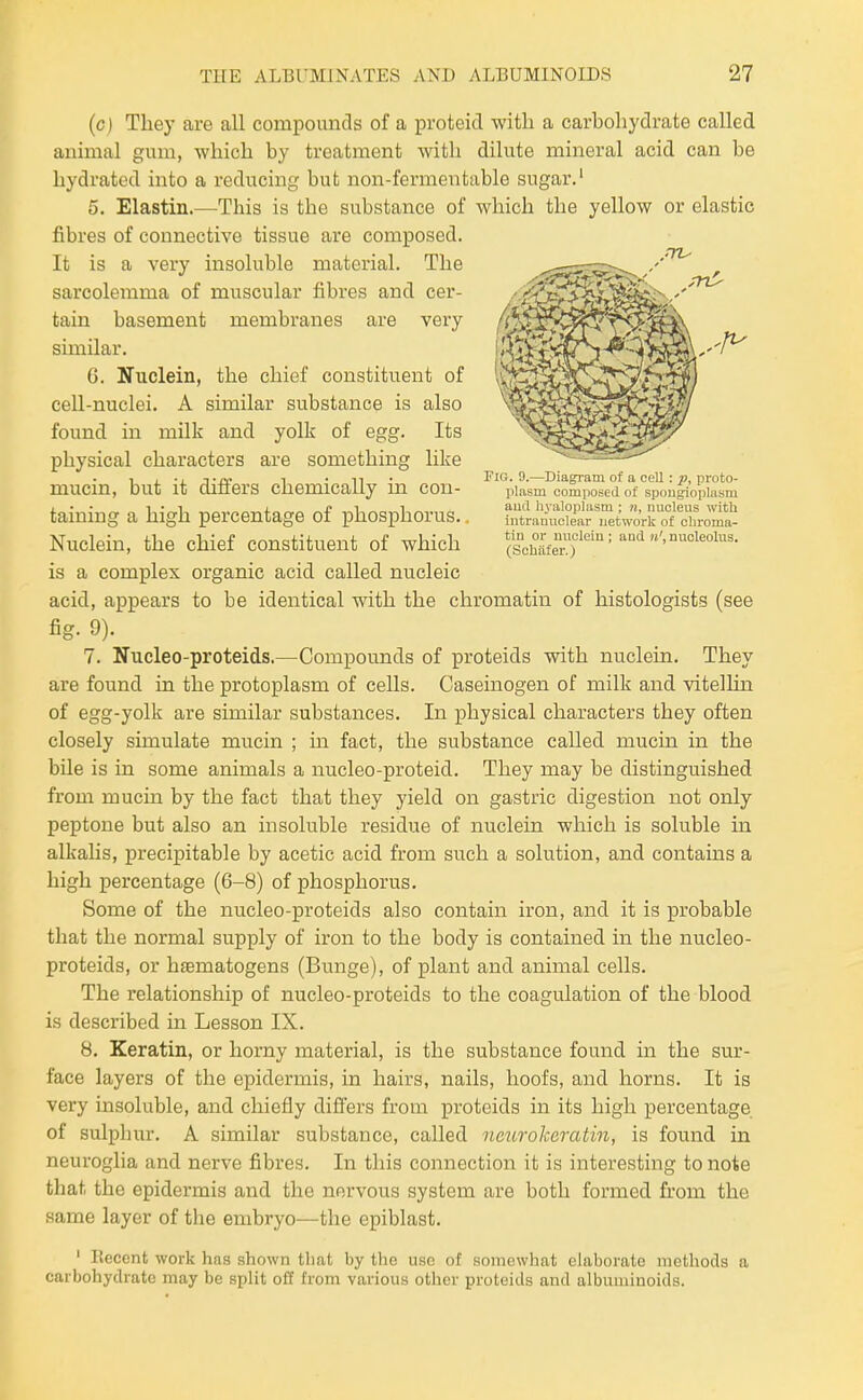 (c) They are all compounds of a proteid with a carbohydrate called animal gum, which by treatment with dilute mineral acid can be hydrated into a reducing but non-fermentable sugar.' 5. Elastin.—This is the substance of which the yellow or elastic fibres of connective tissue are composed. It is a very insoluble material. The ^ ^ sarcolerama of muscular fibres and cer- '■f'^^y^^-^^^^■'' tain basement membranes are very similar. ^'(St^fe^i^^ '''^ 6. Nuclein, the chief constituent of -nuclei. A similar substance is also '^>ftitv*fe^^^^ found in milk and yolk of egg. Its ^^^^^^^^^^^y ceU-nuclei. A similar substance is also physical characters are something like ^--^ 1 J. Tji- 1 • 11 • Fig. 9.—Diagram of a cell proto- mucm, but it diners chemically m con- piasm composed of spougiopiasm taining a high percentage of phosphorus.. fntmmSrret\voVk^^^^^^^^ Nuclein, the chief constituent of which «'>^o?:^m^cleiu; and nucleolus. is a complex organic acid called nucleic acid, appears to be identical with the chromatin of histologists (see fig. 9). 7. Nucleo-proteids.—Compounds of proteids with nuclein. They are found in the protoplasm of cells. Caseinogen of milk and vitellin of egg-yolk are similar substances. In physical characters they often closely simulate mucin ; in fact, the substance called mucin in the bile is in some animals a nucleo-proteid. They may be distinguished from mucin by the fact that they yield on gastric digestion not only peptone but also an insoluble residue of nuclein which is soluble in alkalis, precipitable by acetic acid from such a solution, and contains a high percentage (6-8) of phosphorus. Some of the nucleo-proteids also contain iron, and it is probable that the normal supply of iron to the body is contained in the nucleo- proteids, or hfematogens (Bunge), of plant and animal cells. The relationship of nucleo-proteids to the coagulation of the blood is described in Lesson IX. 8. Keratin, or horny material, is the substance found in the sur- face layers of the epidermis, in hairs, nails, hoofs, and horns. It is very insoluble, and chiefly differs from proteids in its high percentage of sulphur. A similar substance, called imtrokeratin, is found in neuroglia and nerve fibres. In this connection it is interesting to note that the epidermis and the nervous system are both formed from the same layer of the embryo—the epiblast. ' Ilecent work has shown that by tlie use of somewhat chiboratc methods a carbohydrate may be split off from various other proteids and albuminoids.