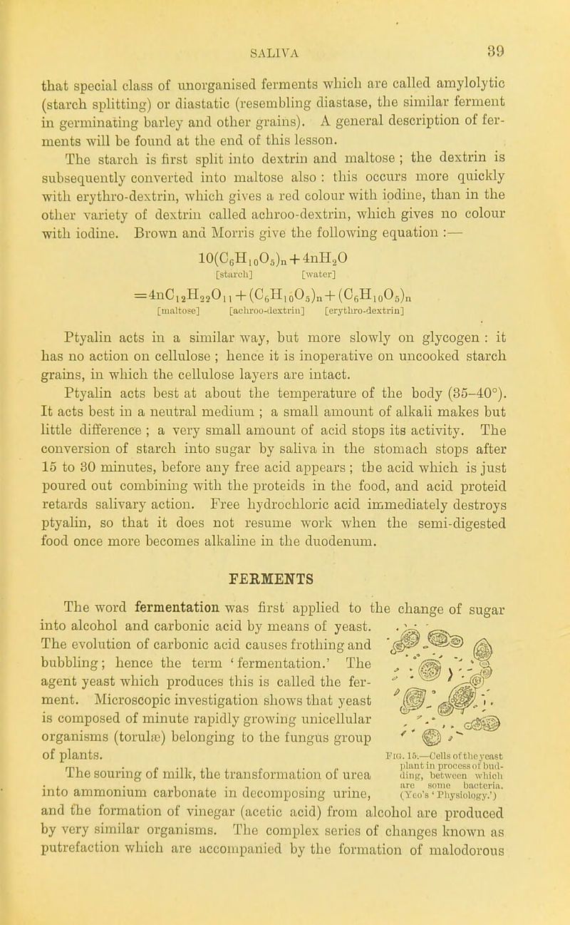 that special class of unorganised ferments wliicli are called amylolytic (starch splitting) or diastatic (resembling diastase, the similar ferment in germinating barley and other grains). A general description of fer- ments will be fomid at the end of this lesson. The starch is first spht into dextrin and maltose ; the dextrin is subsequently converted into maltose also : this occurs more quickly with erythro-dextrin, which gives a red colour with iodine, than in the other variety of dextrin called achroo-dextrin, which gives no colour with iodine. Brown and Morris give the following equation :— 10(06Hio05)„ + 4nH20 [starch] [water] = 4nC,2H,20,,+(C6H,oOg)n+(CfiH,o05)n [maltose] [achroo-ilcxtriu] [erythro-dextrin] Ptyalin acts in a similar way, but more slowly on glycogen : it has no action on cellulose ; hence it is inoperative on uncooked starch grains, in which the cellulose layers are intact. Ptyalin acts best at about the temperature of the body (35-40°). It acts best in a neutral medium ; a small amount of alkali makes but little difference ; a very small amount of acid stops its activity. The conversion of starch into sugar by saliva in the stomach stops after 15 to 30 minutes, before any free acid appears ; the acid which is just poured out combining with the proteids in the food, and acid proteid retards salivary action. Free hydrochloric acid immediately destroys ptyalin, so that it does not resume work when the semi-digested food once more becomes alkaline in the duodenum. FERMENTS The word fermentation was first' applied to the change of sugar into alcohol and carbonic acid by means of yeast. The evolution of carbonic acid causes frothing and bubbling ; hence the term ' fermentation.' The agent yeast which produces this is called the fer- ment. Microscopic investigation shows that yeast is composed of minute rapidly growing unicellular organisms (toruhc) belonging to the fungus group of plants. The souring of milk, the transformation of urea into ammonium carbonate in decomposing urine, and the formation of vinegar (acetic acid) from alcohol are produced by very similar organisms. The complex series of changes known as putrefaction which are accompanied by the formation of malodorous P[fi. 15.—Cells of the.yeast plant in process of biii.1- diiig, between which are some bacteria. (Yco's' Physiology.')