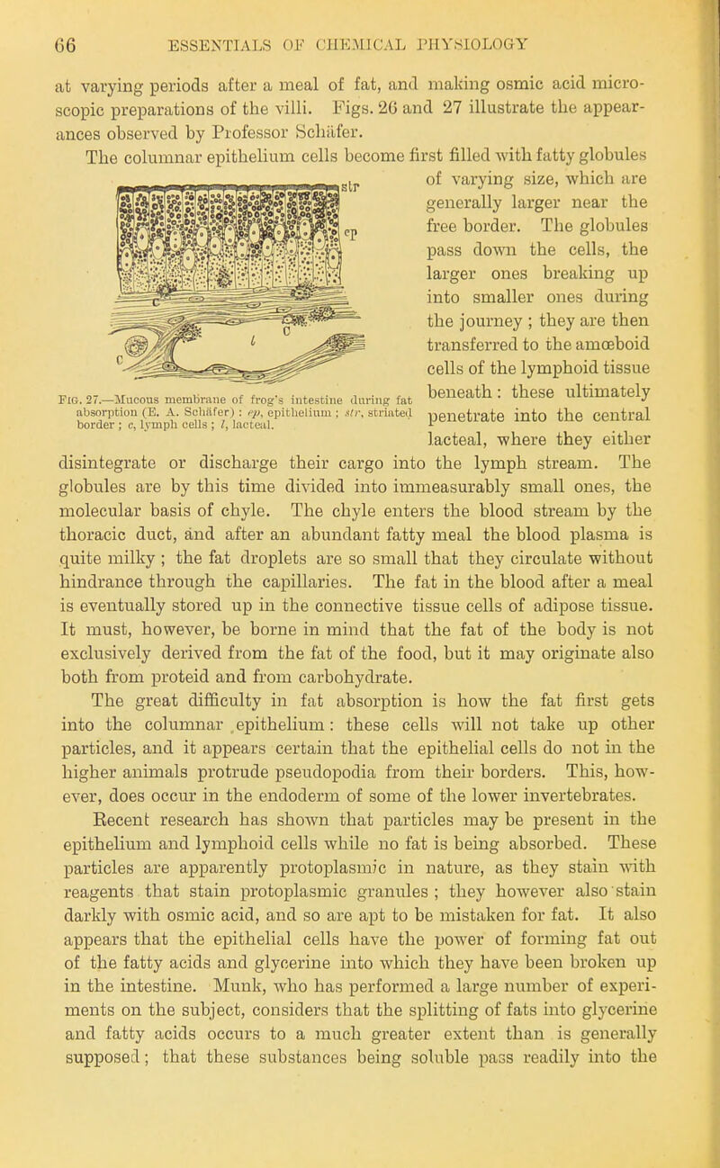 at varying periods after a meal of fat, and making osmic acid micro- scopic preparations of the villi. Figs. 2G and 27 illustrate the appear- ances observed by Professor Scliilfer. The columnar epithelium cells become first filled with fatty globules of varying size, which are generally larger near the free border. The globules pass down the cells, the larger ones breaking up into smaller ones during the journey ; they are then transferred to the amoeboid cells of the lymphoid tissue FiG.sr.-Mucous membrane of frog's intestine during fat beneath : these ultimately absorption (E. A. schfifer) :-vA epitiieiium ;»■//■, striated penetrate into the Central border ; o, lympli cells ; ?, lacteal. ^ lacteal, where they either disintegrate or discharge their cargo into the lymph stream. The globules are by this time divided into immeasurably small ones, the molecular basis of chyle. The chyle enters the blood stream by the thoracic duct, and after an abundant fatty meal the blood plasma is quite milky ; the fat droplets are so small that they circulate without hindrance through the capillaries. The fat in the blood after a meal is eventually stored up in the connective tissue cells of adipose tissue. It must, however, be borne in mind that the fat of the body is not exclusively derived from the fat of the food, but it may originate also both from proteid and from carbohydrate. The great difficulty in fat absorption is how the fat first gets into the columnar epithelium: these cells will not take up other particles, and it appears certain that the epithelial cells do not m the higher animals protrude pseudopodia from their borders. This, how- ever, does occur in the endoderm of some of the lower invertebrates. Kecent research has shown that particles may be present in the epithelium and lymphoid cells while no fat is being absorbed. These particles are apparently protoplasmic in nature, as they stain with reagents that stain protoplasmic granules ; they however also stain darkly vnth osmic acid, and so are apt to be mistaken for fat. It also appears that the epithelial cells have the power of forming fat out of the fatty acids and glycerine into which they have been broken up in the intestine. Munk, who has performed a large number of experi- ments on the subject, considers that the splitting of fats into glycerine and fatty acids occurs to a much greater extent than is generally supposed; that these substances being soluble pass readily into the
