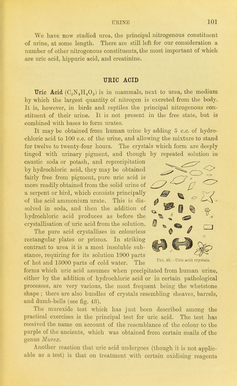 We have now studied urea, the principal nitrogenous constituent of urine, at some length. There are still left for our consideration a number of other nitrogenous constituents, the most important of which are uric acid, hippuric acid, and creatinine. URIC ACID Uric Acid (C5N4H4O3) is in mammals, next to urea, the medium by which the largest quantity ol nitrogen is excreted from the body. It is, however, in birds and reptiles the principal nitrogenous con- stituent of their urine. It is not present in the free state, but is combined with bases to form urates. It may be obtained from human urine by adding 5 c.c. of hydro- chloric acid to 100 c.c. of the urine, and allowing the mixture to stand for twelve to twenty-four hours. The crystals which form are deeply tinged with urinary pigment, and though caustic soda or potash, and reprecipitation by hydrochloric acid, they may be obtained fairly free from pigment, pure uric acid is more readily obtained from the solid urine of a serpent or bird, which consists principally of the acid ammonium urate. This is dis- solved in soda, and then the addition of bydrochloric acid produces as before the crystallisation of uric acid from the solution. The pure acid crystallises in colourless rectangular plates or prisms. In striking contrast to urea it is a most insoluble sub- stance, requiring for its solution 1900 parts of hot and 15000 parts of cold water. The forms which uric acid assumes when precipitated from human urine, either by the addition of hydrochloric acid or in certain pathological processes, are very various, the most frequent being the whetstone shape ; there are also bundles of crystals resembling sheaves, barrels, and dumb-bells (see fig. 43). The murexide test which has just been described among the practical exercises is the principal test for uric acid. The test has received the name on account of the resemblance of the colour to the purple of the ancients, which was obtained from certain snails of the genus Murex. Another reaction that uric acid undergoes (though it is not applic- able as a test) is that on treatment with certain oxidising reagents by repeated solution in Fig. 43.—Uric acid crystals.