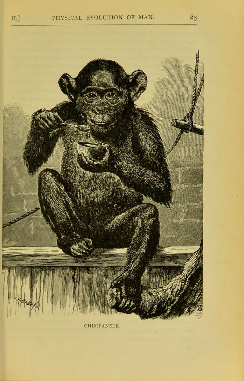 CHIMPANZEE.