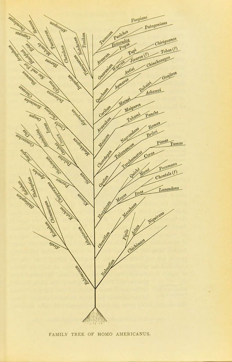 FAMILY TREE OF HOMO AMERICANUS.