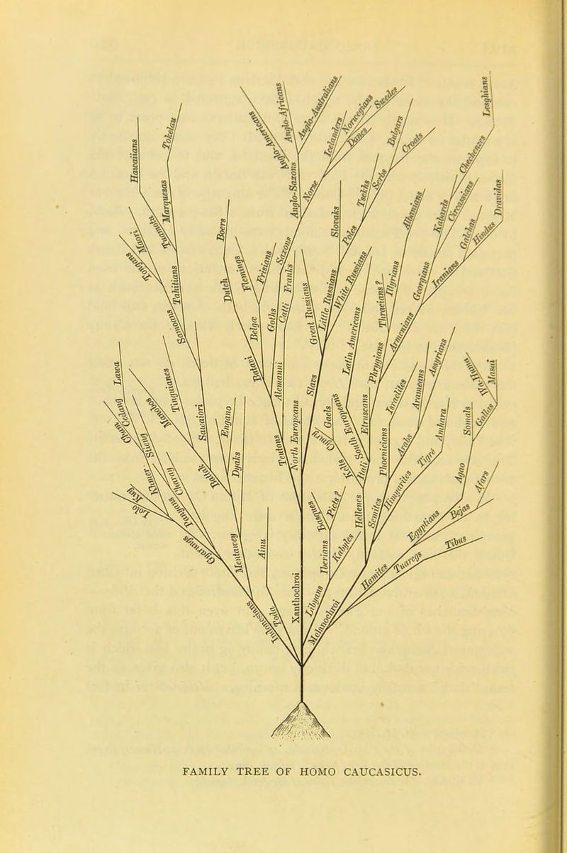 FAMILY TREE OF HOMO CAUCASICUS.