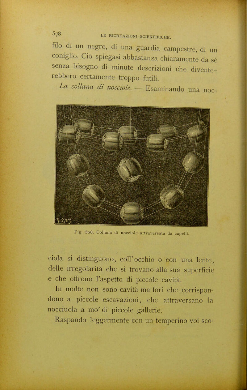 filo di un negro, di una guardia campestre, di un coniglio. Ciò spiegasi abbastanza chiaramente da sè senza bisogno di minute descrizioni che divente- rebbero certamente troppo futili. La collana di nocciole. ~ Esaminando una noe- Fig. 3o8. Collana di nocciole attraversata da capelli. ciola si distinguono, coli'occhio o con una lente, delle irregolarità che si trovano alla sua superficie e che offrono l'aspetto di piccole cavità. In molte non sono cavità ma fori che corrispon- dono a piccole escavazioni, che attraversano la nocciuola a mo' di piccole gallerie. Raspando leggermente con un temperino voi sco-