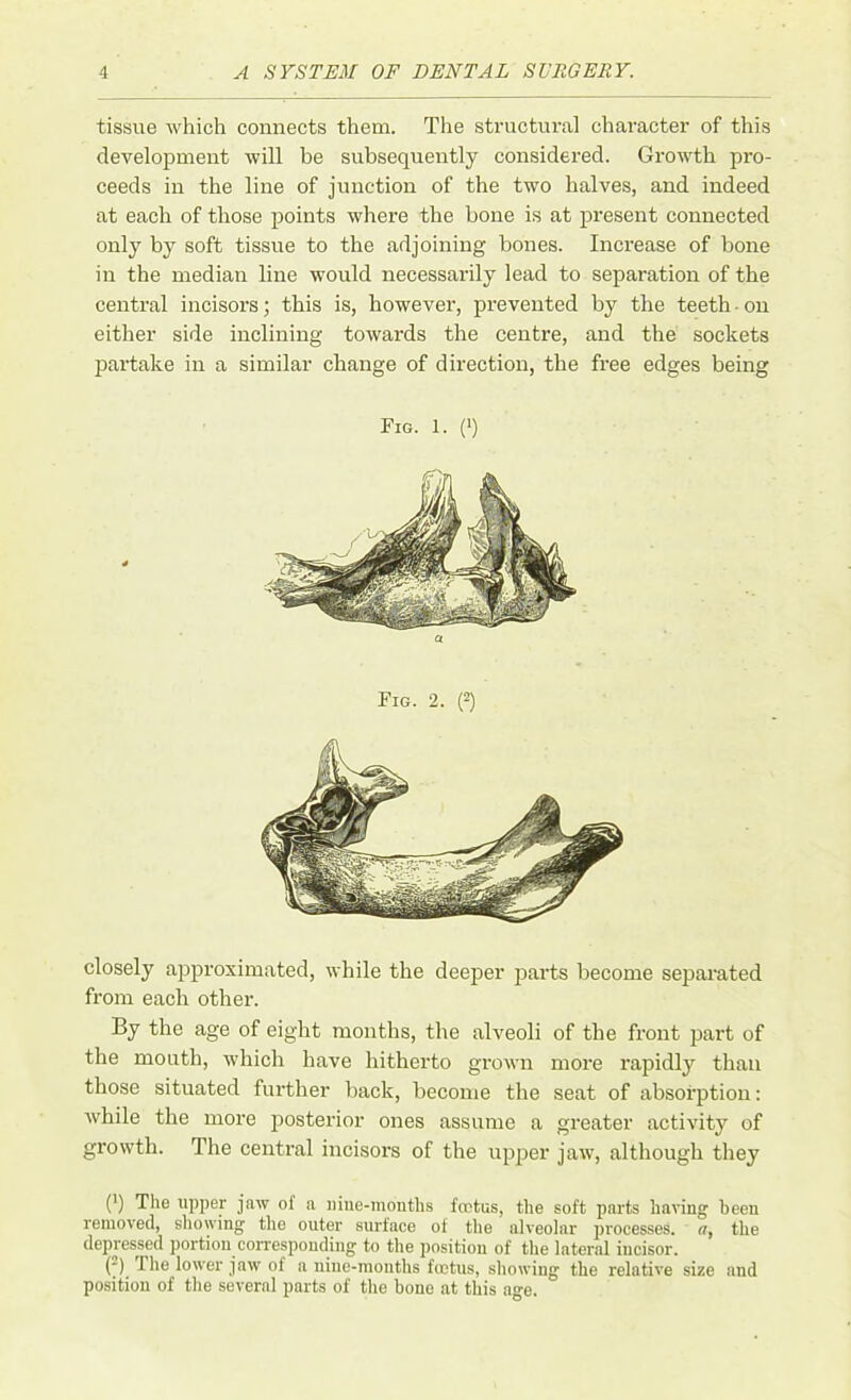 tissue which connects them. The structural character of this development will be subsequently considered. Growth pro- ceeds in the line of junction of the two halves, and indeed at each of those points where the bone is at present connected only by soft tissue to the adjoining bones. Increase of bone in the median line would necessarily lead to separation of the central incisors; this is, however, prevented by the teeth ■ on either side inclining towards the centre, and the sockets partake in a similar change of direction, the free edges being Fig. 1. (>) a Fig. 2. (2) closely approximated, while the deeper parts become separated from each other. By the age of eight months, the alveoli of the front part of the mouth, which have hitherto grown more rapidly than those situated further back, become the seat of absorption: while the more posterior ones assume a greater activity of growth. The central incisors of the upper jaw, although they (') The upper jaw of a nine-months foetus, the soft parts having been removed, showing the outer surface of the alveolar processes, a, the depressed portion corresponding to the position of the lateral iucisor. (-) the lower jaw of a nine-months foetus, showing the relative size and position of the several parts of the bone at this age.