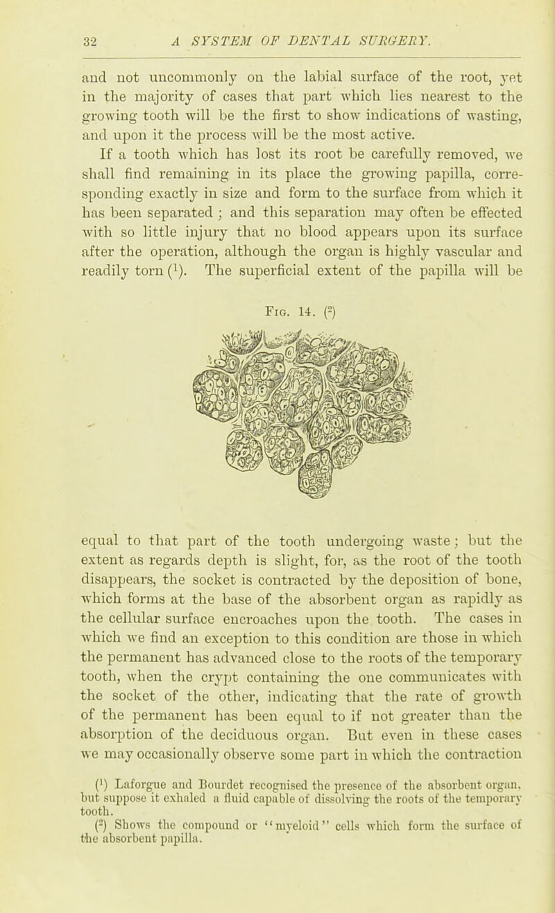 and not uncommonly on the labial surface of the root, yet in the majority of cases that part which lies nearest to the growing tooth will be the first to show indications of wasting, and upon it the process will be the most active. If a tooth which has lost its root be carefully removed, we shall find remaining in its place the growing papilla, corre- sponding exactly in size and form to the surface from which it has been separated ; and this separation may often be effected with so little injury that no blood appears upon its surface after the operation, although the organ is highly vascular and readily torn (1). The superficial extent of the papilla will be Fig. 14. (2) equal to that part of the tooth undergoing waste ; but the extent as regards depth is slight, for, as the root of the tooth disappears, the socket is contracted by the deposition of bone, which forms at the base of the absorbent organ as rapidly as the cellular surface encroaches upon the tooth. The cases in which we find an exception to this condition are those in which the permanent has advanced close to the roots of the temporary tooth, when the crypt containing the one communicates with the socket of the other, indicating that the rate of growth of the pei-manent has been equal to if not greater than the absorption of the deciduous organ. But even in these cases we may occasionally observe some part in which the contraction (') Laforgue and Bourdet recognised the presence of the absorbent organ, but suppose it exhaled a fluid capable of dissolving the roots of the temporary tooth. (2) Shows the compound or “myeloid” cells which form the surface of the absorbent papilla.
