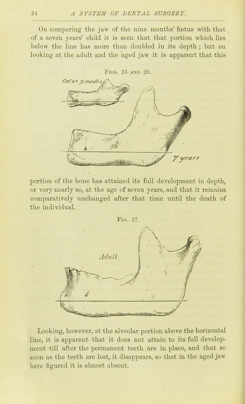 On comparing the jaw of the nine months’ foetus with that of a seven years’ child it is seen that that portion which lies below the line has more than doubled in its depth ; but on looking at the adult and the aged jaw it is apparent that this Figs. 25 and 26. portion of the bone has attained its full development in depth, or very nearly so, at the age of seven years, and that it remains comparatively unchanged after that time until the death of the individual. Fig. 27. Looking, however, at the alveolar portion above the horizontal line, it is apparent that it does not attain to its full develop- ment till after the permanent teeth are in place, and that so soon as the teeth are lost, it disappears, so that in the aged jaw here figured it is almost absent.
