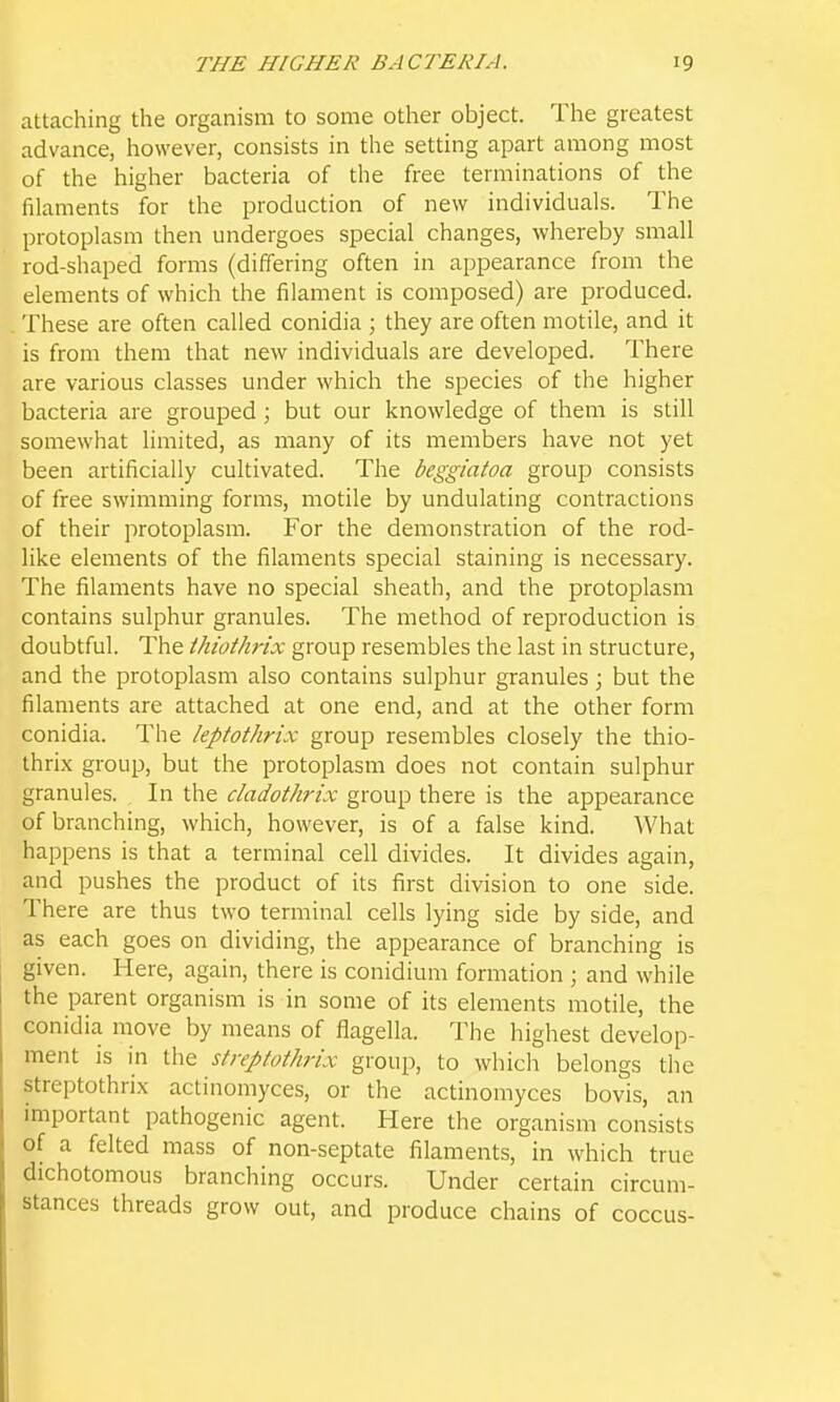 attaching the organism to some other object. The greatest advance, however, consists in the setting apart among most of the higher bacteria of the free terminations of the filaments for the production of new individuals. The protoplasm then undergoes special changes, whereby small rod-shaped forms (differing often in appearance from the elements of which the filament is composed) are produced. These are often called conidia ; they are often motile, and it is from them that new individuals are developed. There are various classes under which the species of the higher bacteria are grouped; but our knowledge of them is still somewhat limited, as many of its members have not yet been artificially cultivated. The beggiatoa group consists of free swimming forms, motile by undulating contractions of their protoplasm. For the demonstration of the rod- like elements of the filaments special staining is necessary. The filaments have no special sheath, and the protoplasm contains sulphur granules. The method of reproduction is doubtful. The thiothrix group resembles the last in structure, and the protoplasm also contains sulphur granules; but the filaments are attached at one end, and at the other form conidia. The leptothrix group resembles closely the thio- thrix group, but the protoplasm does not contain sulphur granules. In the dadothrix group there is the appearance of branching, which, however, is of a false kind. What happens is that a terminal cell divides. It divides again, and pushes the product of its first division to one side. There are thus two terminal cells lying side by side, and as each goes on dividing, the appearance of branching is given. Here, again, there is conidium formation ; and while the parent organism is in some of its elements motile, the conidia move by means of flagella. The highest develop- ment is in the streptothrix group, to which belongs the streptothrix actinomyces, or the actinomyces bovis, an important pathogenic agent. Here the organism consists of a felted mass of non-septate filaments, in which true dichotomous branching occurs. Under certain circum- stances threads grow out, and produce chains of coccus-