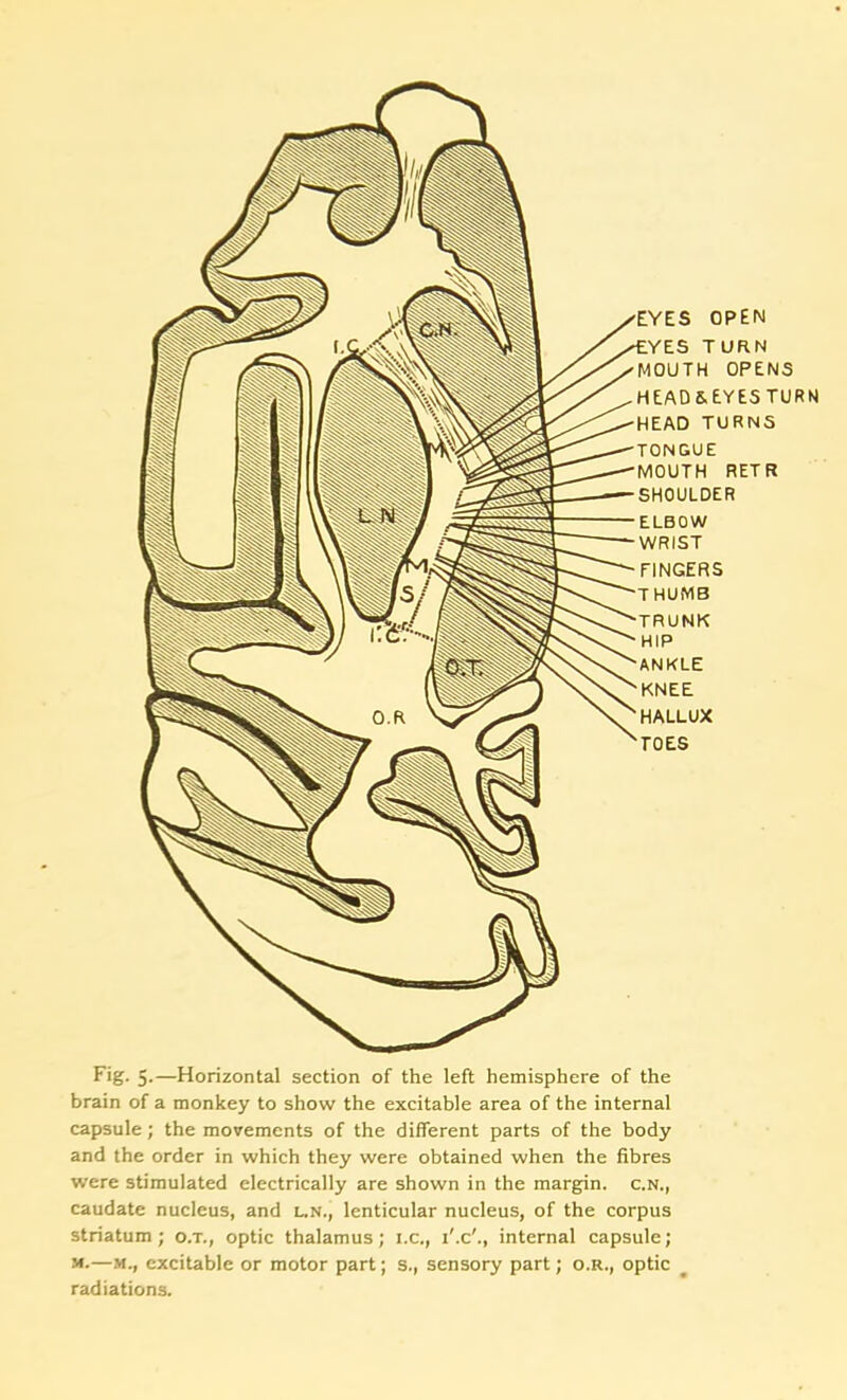 OPEN TURN MOUTH OPENS HEAD&EYE5 TURN EAD TURNS TONGUE RETR SHOULDER ELBOW WRIST FINGERS HUMB TRUNK HIP ANKLE KNEE HALLUX TOES Fig. 5.—Horizontal section of the left hemisphere of the brain of a monkey to show the excitable area of the internal capsule; the movements of the different parts of the body and the order in which they were obtained when the fibres were stimulated electrically are shown in the margin, c.n., caudate nucleus, and L.N., lenticular nucleus, of the corpus striatum; o.t., optic thalamus; i.c., i'.c'., internal capsule; m.—m., excitable or motor part; s., sensory part; o.r., optic radiations.