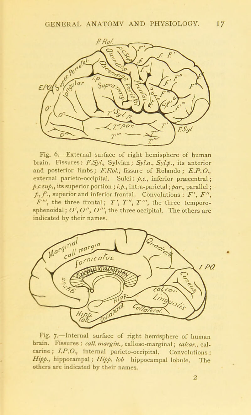 Fig. 6.—External surface of right hemisphere of human brain. Fissures: F.Syl., Sylvian; Syl.a., Syl.p., its anterior and posterior limbs; F.RoL, fissure of Rolando; E.P.O., external parieto-occipital. Sulci: p.c., inferior prsecentral ; p.c.sup., its superior portion ; i.p., intra-parietal -,par., parallel; f,f., superior and inferior frontal. Convolutions : F', F, F', the three frontal; T', T, T', the three temporo- sphenoidal; O', O, O', the three occipital. The others are indicated by their names. Fig. 7-—Internal surface of right hemisphere of human brain. Fissures: call, margin,, calloso-marginal; calcar., cal- carine ; I.P.O., internal parieto-occipital. Convolutions: Hipp., hippocampal ; Hipp. lob hippocampal lobule. The others are indicated by their names. 2