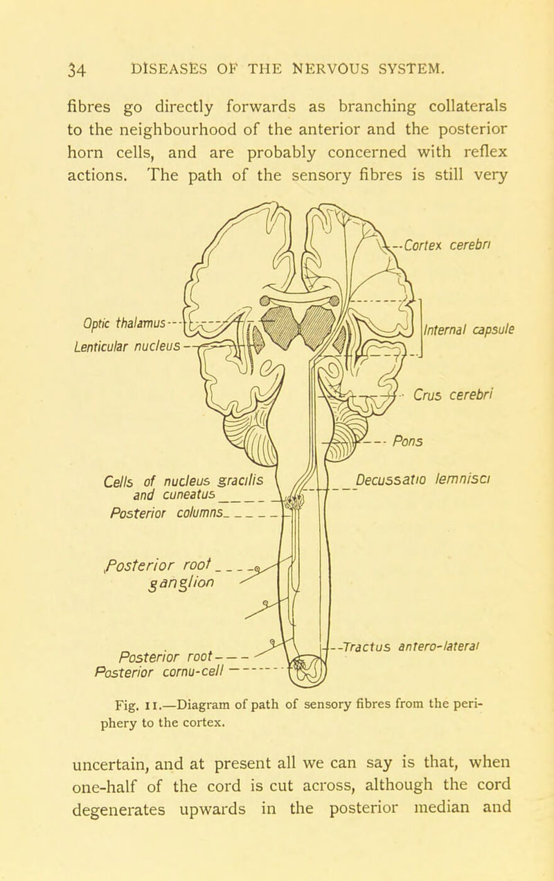 fibres go directly forwards as branching collaterals to the neighbourhood of the anterior and the posterior horn cells, and are probably concerned with reflex actions. The path of the sensory fibres is still very Fig. II.—Diagram of path of sensory fibres from the peri- phery to the cortex. uncertain, and at present all we can say is that, when one-half of the cord is cut across, although the cord degenerates upwards in the posterior median and