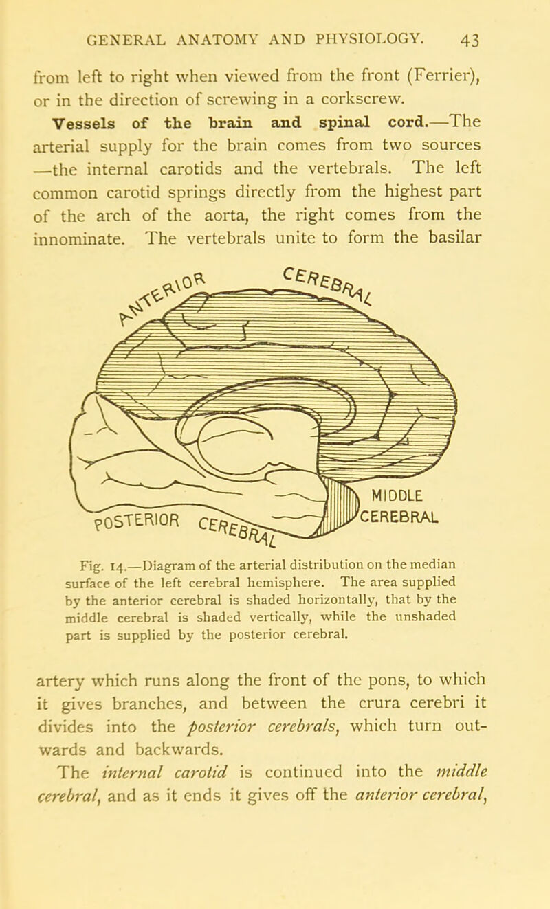 from left to right when viewed from the front (Ferrier), or in the direction of screwing in a corkscrew. Vessels of the brain and spinal cord.—The arterial supply for the brain comes from two sources —the internal carotids and the vertebrals. The left common carotid springs directly from the highest part of the arch of the aorta, the right comes from the innominate. The vertebrals unite to form the basilar Fig. 14.—Diagram of the arterial distribution on the median surface of the left cerebral hemisphere. The area supplied by the anterior cerebral is shaded horizontally, that by the middle cerebral is shaded vertically, while the unshaded part is supplied by the posterior cerebral. artery which runs along the front of the pons, to which it gives branches, and between the crura cerebri it divides into the posterior cerebrals, which turn out- wards and backwards. The internal carotid is continued into the middle cerebral, and as it ends it gives off the anterior cerebral,