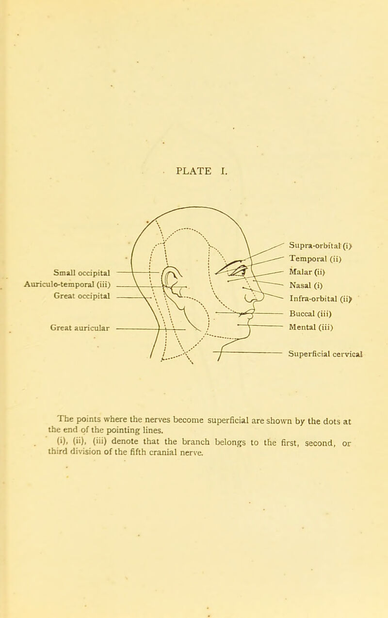Small occipital Auriculo-temporal (iii) Great occipital Great auricular Supra-orbital (i> Temporal (ii) Malar (ii) Nasal (i) Infra-orbital (ii) Buccal (iii) Mental (iii) Superficial cervical The points where the nerves become superficial are shown by the dots at the end of the pointing lines. (*)> ('■)• (*'*) denote that the branch belongs to the first, second, or third division of the fifth cranial nerve.