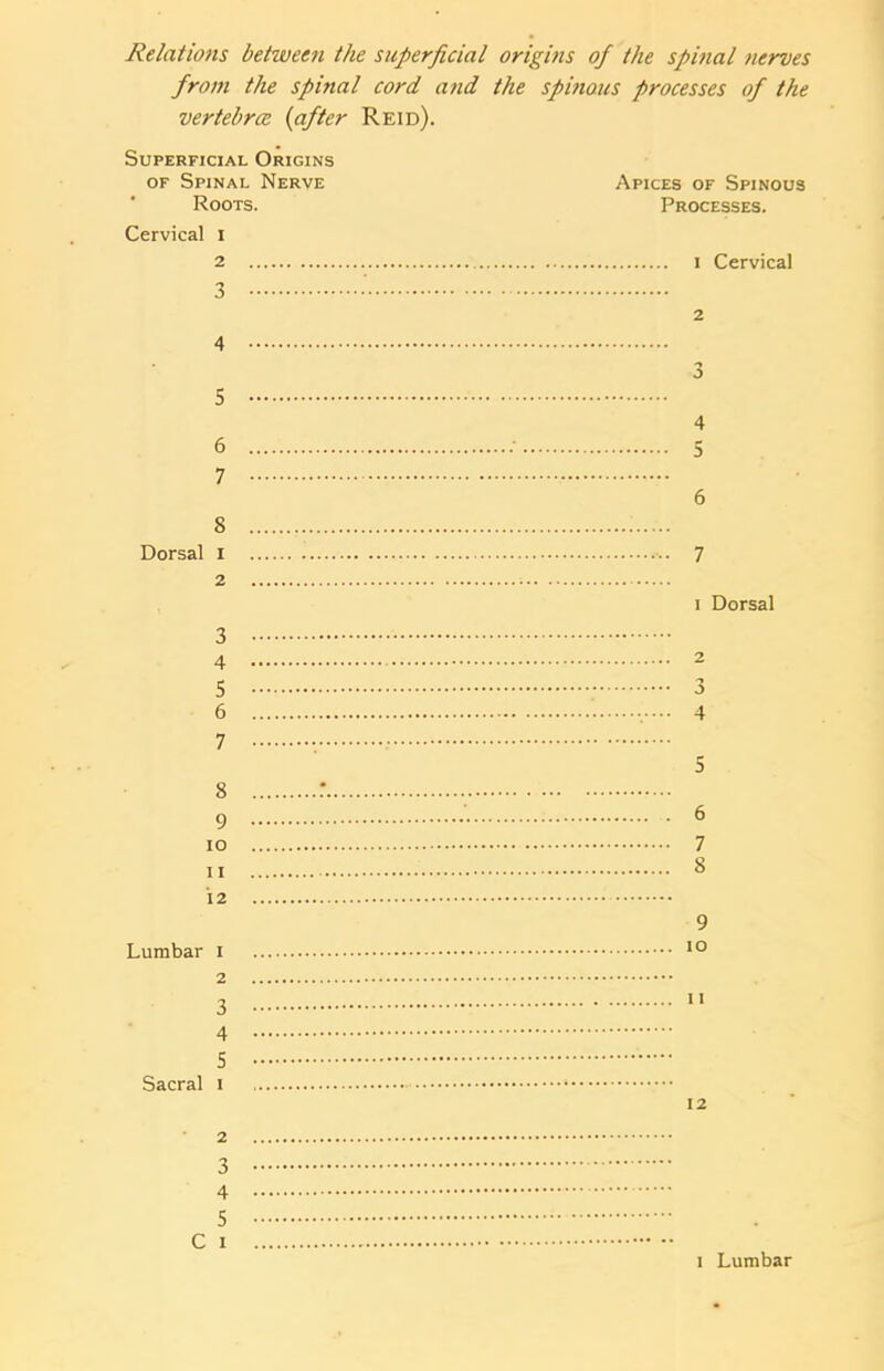 Relations between the superficial origins of the spinal nerves from the spinal cord and the spinous processes of the vertebra. (after Reid). Superficial Origins of Spinal Nerve Roots. Cervical i 2 3 4 5 6 7 8 Dorsal I 2 Apices of Spinous Processes. 1 Cervical 2 *5 3 4 •• 5 6 ... 7 i Dorsal 3 4 5 6 7 8 9 10 11 12 Lumbar I 2 3 4 5 Sacral i 12 2 3 4 5 C i 1 Lumbar