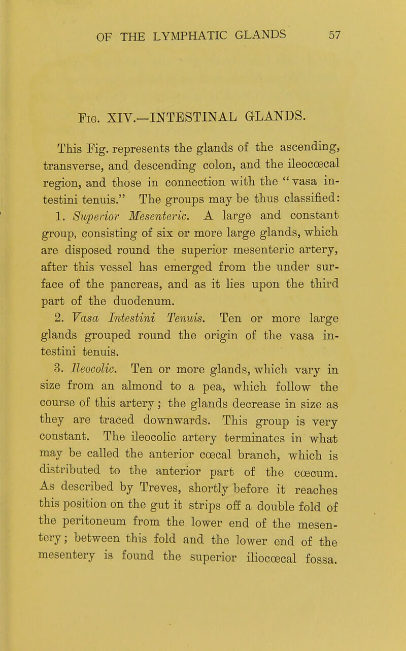 Fig. XIY.—INTESTINAL GLANDS. This Fig. represents the glands of the ascending, transverse, and descending colon, and the ileocoecal region, and those in connection with the  vasa in- testini tenuis. The groups may be thus classified: 1. Superior Mesenteric. A large and constant group, consisting of six or more large glands, which are disposed round the superior mesenteric artery, after this vessel has emerged from the under sur- face of the pancreas, and as it lies upon the third part of the duodenum. 2. Vasa Intestini Tenuis. Ten or more large glands grouped round the origin of the vasa in- testini tenuis. 3. Ileocolic. Ten or more glands, which vary in size from an almond to a pea, which follow the course of this artery; the glands decrease in size as they are traced downwards. This group is very constant. The ileocolic artery terminates in what may be called the anterior ccecal branch, which is distributed to the anterior part of the coecum. As described by Treves, shortly before it reaches this position on the gut it strips off a double fold of the peritoneum from the lower end of the mesen- tery; between this fold and the lower end of the mesentery is found the superior iliocoecal fossa.