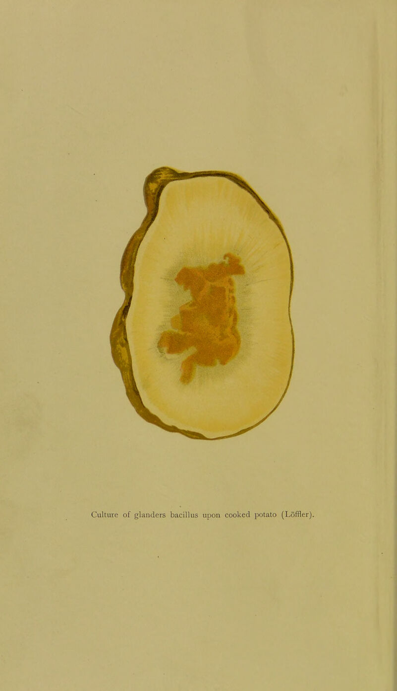 Culture of glanders bacillus upon cooked potato (Loffler).