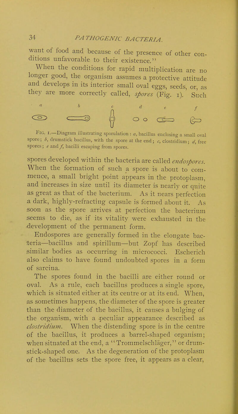 want of food and because of the presence of other con- ditions unfavorable to their existence. When the conditions for rapid multiplication are no longer good, the organism assumes a protective attitude and develops in its interior small oval eggs, seeds, or, as they are more correctly called, spores (Fig. i). ' Such <^ c=o) <^ oo cfc) Fig. I.—Diagram illustrating sporulation : a, bacillus enclosing a small oval spore; b, drumstick bacillus, with the spore at the end; c, Clostridium; d, free spores; e and /, bacilli escaping from spores. spores developed within the bacteria are called endospores. When the formation of such a spore is about to com- mence, a small bright point appears in the protoplasm, and increases in size until its diameter is nearly or quite as great as that of the bacterium. As it nears perfection a dark, highly-refracting capsule is formed about it. As ■soon as the spore arrives at perfection the bacterium seems to die, as if its vitality were exhausted in the .development of the permanent form. Endospores are generally formed in the elongate bac- teria—bacillus and spirillum—but Zopf has described isimilar bodies as occurring in micrococci. Escherich also claims to have found undoubted vSpores in a form of sarcina. The spores found in the bacilli are either round or oval. As a rule, each bacillus produces a single spore, which is situated either at its centre or at its end. When, as sometimes happens, the diameter of the spore is greater than the diameter of the bacillus, it causes a bulging of the organism, with a .peculiar appearance described as clostridiuvi. When the distending spore is in the centre of the bacillus, it produces a barrel-shaped organism; when situated at the end, a Trommelschlager, or drum- stick-shaped one. As the degeneration of the protoplasm of the bacillus sets the spore free, it appears as a clear.
