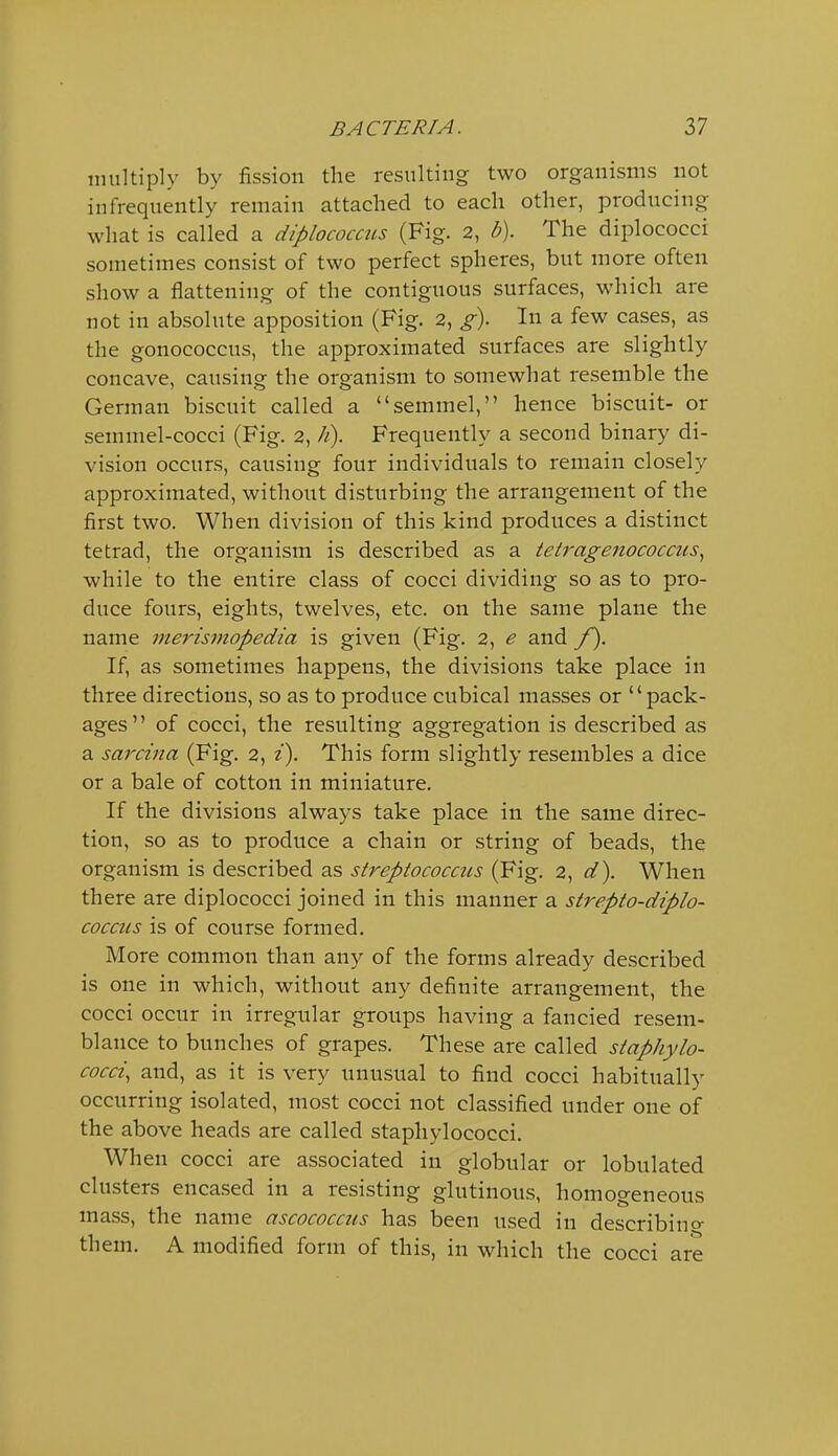 multiply by fission the resulting two organisms not infrequently remain attached to each other, producing what is called a diplococais (Fig. 2, b). The diplococci sometimes consist of two perfect spheres, but more often show a flattening of the contiguous surfaces, which are not in absolute apposition (Fig. 2, g). In a few cases, as the gonococcus, the approximated surfaces are slightly concave, causing the organism to somewhat resemble the German biscuit called a semmel, hence biscuit- or semmel-cocci (Fig. 2, h). Frequently a second binary di- vision occurs, causing four individuals to remain closely approximated, without disturbing the arrangement of the first two. When division of this kind produces a distinct tetrad, the organism is described as a tetragenococcus^ while to the entire class of cocci dividing so as to pro- duce fours, eights, twelves, etc. on the same plane the name merismopedia is given (Fig. 2, e and f). If, as sometimes happens, the divisions take place in three directions, so as to produce cubical masses or pack- ages of cocci, the resulting aggregation is described as a sarcina (Fig. 2, i). This form slightly resembles a dice or a bale of cotton in miniature. If the divisions always take place in the same direc- tion, so as to produce a chain or string of beads, the organism is described as streptococcus (Fig. 2, ^^). When there are diplococci joined in this manner a strepto-diplo- cocciis is of course formed. More common than any of the forms already described is one in which, without any definite arrangement, the cocci occur in irregular groups having a fancied resem- blance to bunches of grapes. These are called staphylo- cocci, and, as it is very unusual to find cocci habitually occurring isolated, most cocci not classified under one of the above heads are called staphylococci. When cocci are associated in globular or lobulated clusters encased in a resisting glutinous, homogeneous mass, the name ascococcus has been used in describincr them. A modified form of this, in which the cocci are