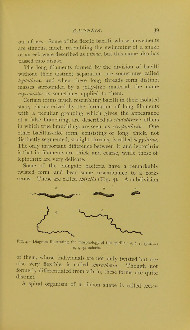 out of use. Some of the flexile bacilli, whose movements are sinuous, much resembling the swimming of a snake or an eel, were described as vibrio, but this name also has passed into disuse. The long filaments formed by the division of bacilli without their distinct separation are sometimes called Icptothrix, and when these long threads form distinct masses surrounded by a jelly-like material, the name myconostoc is sometimes applied to them. Certain forms much resembling bacilli in their isolated state, characterized by the formation of long filaments with a peculiar grouping which gives the appearance of a false branching, are described as cladothrix; others in which true branchings are seen, as streptothrix. One other bacillus-like form, consisting of long, thick, not distinctly segmented, straight threads, is called beggiatoa. The only important difference between it and leptothrix is that its filaments are thick and coarse, while those of leptothrix are very delicate. Some of the elongate bacteria have a remarkably twisted form and bear some resemblance to a cork- screw. These are called spirilla (Fig. 4). A subdivision a h c Fig. 4.—Diagram illustrating the morphology of the spirilla: a, b, c, spirilla; d, e, spirochseta. of them, whose individuals are not only twisted but are also very flexible, is called spirochcBta. Though not formerly differentiated from vibrio, these forms are quite distinct. A spiral organism of a ribbon shape is called spiro-