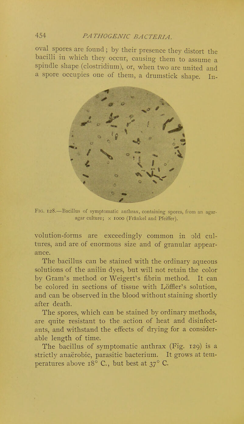 oval spores are found ; by their presence they distort the bacilli in which they occur, causing them to assume a spindle shape (Clostridium), or, when two are united and a spore occupies one of them, a drumstick shape. In- Fig. 128.—Bacillus of .symptomatic anthrax, containing spores, from an agar- agar culture; x looo (Frankel and Pfeiffer). volution-forms are exceedingly common in old cul- tures, and are of enormous size and of granular appear- ance. The bacillus can be stained with the ordinary aqueous solutions of the anilin dyes, but will not retain the color by Gram's method or Weigert's fibrin method. It can be colored in sections of tissue with Loffler's solution, and can be observed in the blood without staining shortly after death. The spores, which can be stained by ordinary methods, are quite resistant to the action of heat and disinfect- ants, and withstand the effects of drying for a consider- able length of time. The bacillus of symptomatic anthrax (Fig. 129) is a strictly anaerobic, parasitic bacterium. It grows at tem- peratures above 18° C, but best at 37° C.