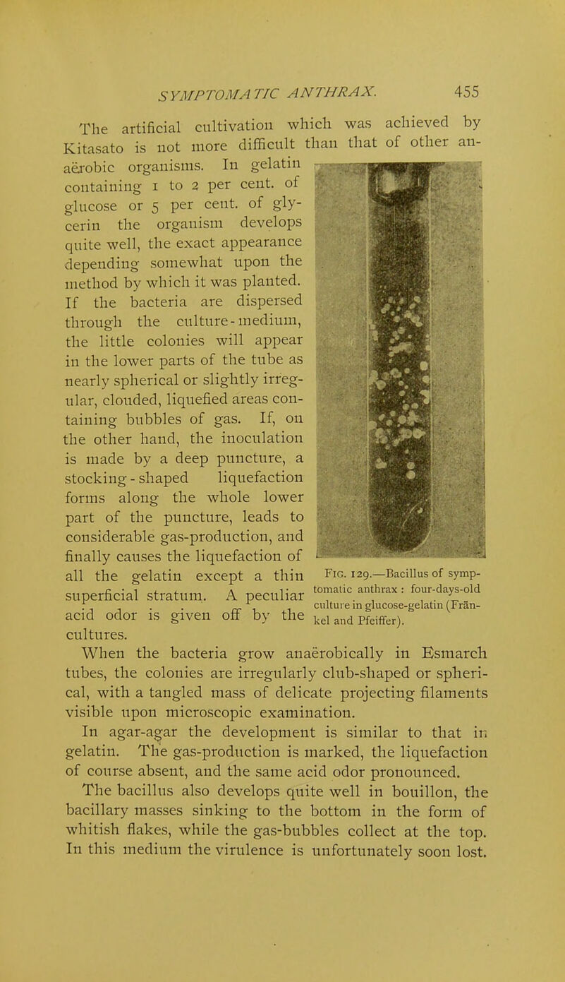 The artificial cultivation which was achieved by Kitasato is not more difficult than that of other an- aerobic organisms. In gelatin containing i to 2 per cent, of glucose or 5 per cent, of gly- cerin the organism develops quite well, the exact appearance depending somewhat upon the method by which it was planted. If the bacteria are dispersed through the culture-medium, the little colonies will appear in the lower parts of the tube as nearly spherical or slightly irreg- ular, clouded, liquefied areas con- taining bubbles of gas. If, on the other hand, the inoculation is made by a deep puncture, a stocking-shaped liquefaction forms along the whole lower part of the puncture, leads to considerable gas-production, and finally causes the liquefaction of all the gelatin except a thin superficial stratuni. A peculiar acid odor is given off by the cultures. When the bacteria grow anaerobically in Esmarch tubes, the colonies are irregularly club-shaped or spheri- cal, with a tangled mass of delicate projecting filaments visible upon microscopic examination. In agar-agar the development is similar to that in gelatin. The gas-production is marked, the liquefaction of course absent, and the same acid odor pronounced. The bacillus also develops quite well in bouillon, the bacillary masses sinking to the bottom in the form of whitish flakes, while the gas-bubbles collect at the top. In this medium the virulence is unfortunately soon lost. Fig. 129.—Bacillus of symp- tomatic anthrax : four-days-old culture in glucose-gelatin (Fran- kel and Pfeiffer).