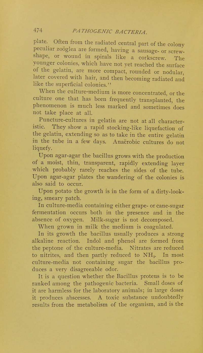 plate. Often from the radiated central part of the colony peculiar zooglea are formed, having a sausage- or screw- shape, or wound in spirals like a corkscrew. The younger colonies, which have not yet reached the surface of the gelatin, are more compact, rounded or nodular, later covered with hair, and then becoming radiated and like the superficial colonies. When the culture-medium is more concentrated, or the culture one that has been frequently transplanted, the phenomenon is much less marked and sometimes does not take place at all. Puncture-cultures in gelatin are not at all character- istic. They show a rapid stocking-like liquefaction of the gelatin, extending so as to take in the entire gelatin in the tube in a few days. Anaerobic cultures do not liquefy. Upon agar-agar the bacillus grows with the production of a moist, thin, transparent, rapidly extending layer which probably rarely reaches the sides of the tube. Upon agar-agar plates the wandering of the colonies is also said to occur. Upon potato the growth is in the form of a dirty-look- ing, smeary patch. In culture-media containing either grape- or cane-sugar fermentation occurs both in the presence and in the absence of oxygen. Milk-sugar is not decomposed. When grown in milk the medium is coagulated. In its growth the bacillus usually produces a strong alkaline reaction. Indol and phenol are formed from the peptone of the culture-media. Nitrates are reduced to nitrites, and then partly reduced to NH3. In most culture-media not containing sugar the bacillus pro- duces a verv disagreeable odor. It is a question whether the Bacillus proteus is to be ranked among the pathogenic bacteria. Small doses of it are harmless for the laboratory animals; in large doses it produces abscesses. A toxic substance undoubtedly results from the metabolism of the organism, and is the