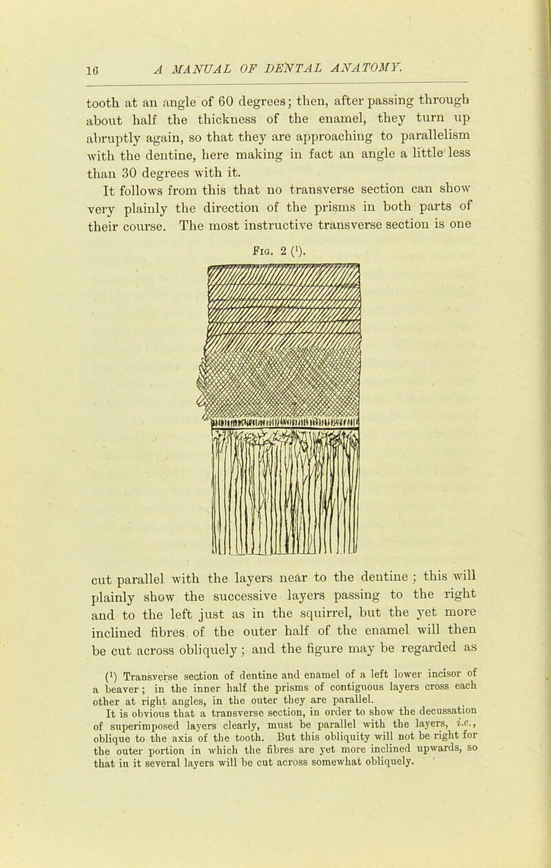 tooth at an angle of 60 degrees; then, after passing throngh about half the thickness of the enamel, they turn up abruptly again, so that they are approaching to parallelism with the dentine, here making in fact an angle a little' less than 30 degrees with it. It follows from this that no transverse section can show very plainly the direction of the prisms in both parts of their course. The most instructive transverse section is one Fiq. 2('). cut parallel with the layers near to the dentine ; this will plainly show the successive layers passing to the right and to the left just as in the squirrel, but the yet more inclined fibres of the outer half of the enamel will then be cut across obliquely; and the figure may be regarded as {}) Transverse section of dentine and enamel of a left lower incisor of a beaver; in the inner half the prisms of contiguous layers cross each other at right angles, in the outer tliey are parallel. It is obvious that a transverse section, in order to show the decussation of superimposed layers clearly, must be parallel with the layers, i.c., oblique to the axis of the tooth. But this obliquity will not be right for the outer portion in which the fibres are yet more inclined upwards, so that in it several layers will be cut across somewhat obliquely.