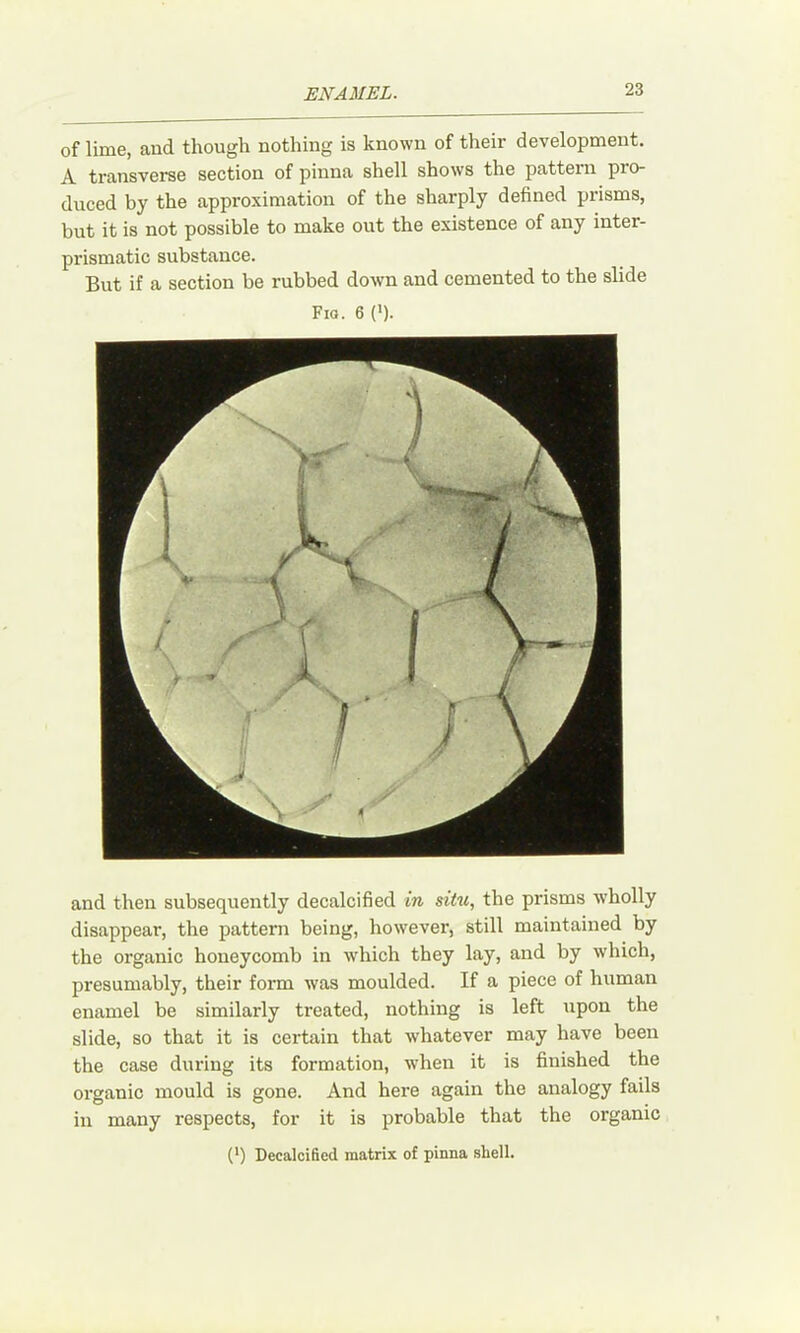 of lime, aud though nothing is known of their development. A transverse section of pinna shell shows the pattern pro- duced by the approximation of the sharply defined prisms, but it is not possible to make out the existence of any inter- prismatic substance. But if a section be rubbed down and cemented to the slide Fio. 6 el- and then subsequently decalcified in situ, the prisms wholly disappear, the pattern being, however, still maintained by the organic honeycomb in which they lay, and by which, presumably, their form was moulded. If a piece of human enamel be similarly treated, nothing is left upon the slide, so that it is certain that whatever may have been the case during its formation, wdien it is finished the organic mould is gone. And here again the analogy fails in many respects, for it is probable that the organic (*) Decalcified matrix of pinna shell.