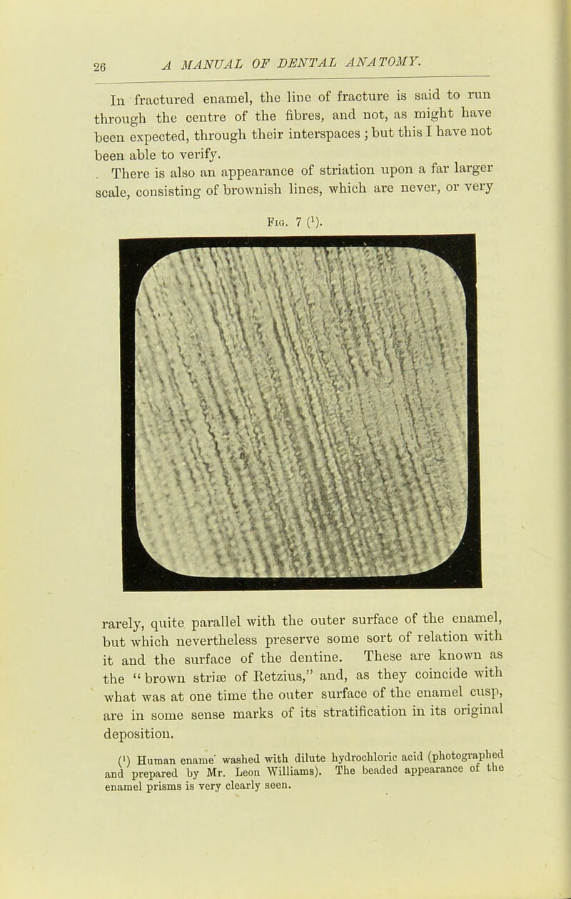 In fractured enamel, the line of fracture is said to run through the centre of the fibres, and not, as might have been expected, through their interspaces ; but this I have not been able to verify. There is also an appearance of striation upon a far larger scale, consisting of brownish lines, which are never, oi veiy Fig. 7 ('). rarely, quite, parallel with the outer surface of the enamel, but which nevertheless preserve some sort of relation with it and the surface of the dentine. These are known as the “ brown striae of Retzius,” and, as they coincide with what was at one time the outer sui’face of the enamel cusp, are in some sense marks of its stratification in its oiiginal deposition. (>) Human ename washed with dilute hydrochloric acid (photographed and prepared hy Mr. Leon Williams). The beaded appearance of the enamel prisms is very clearly seen.