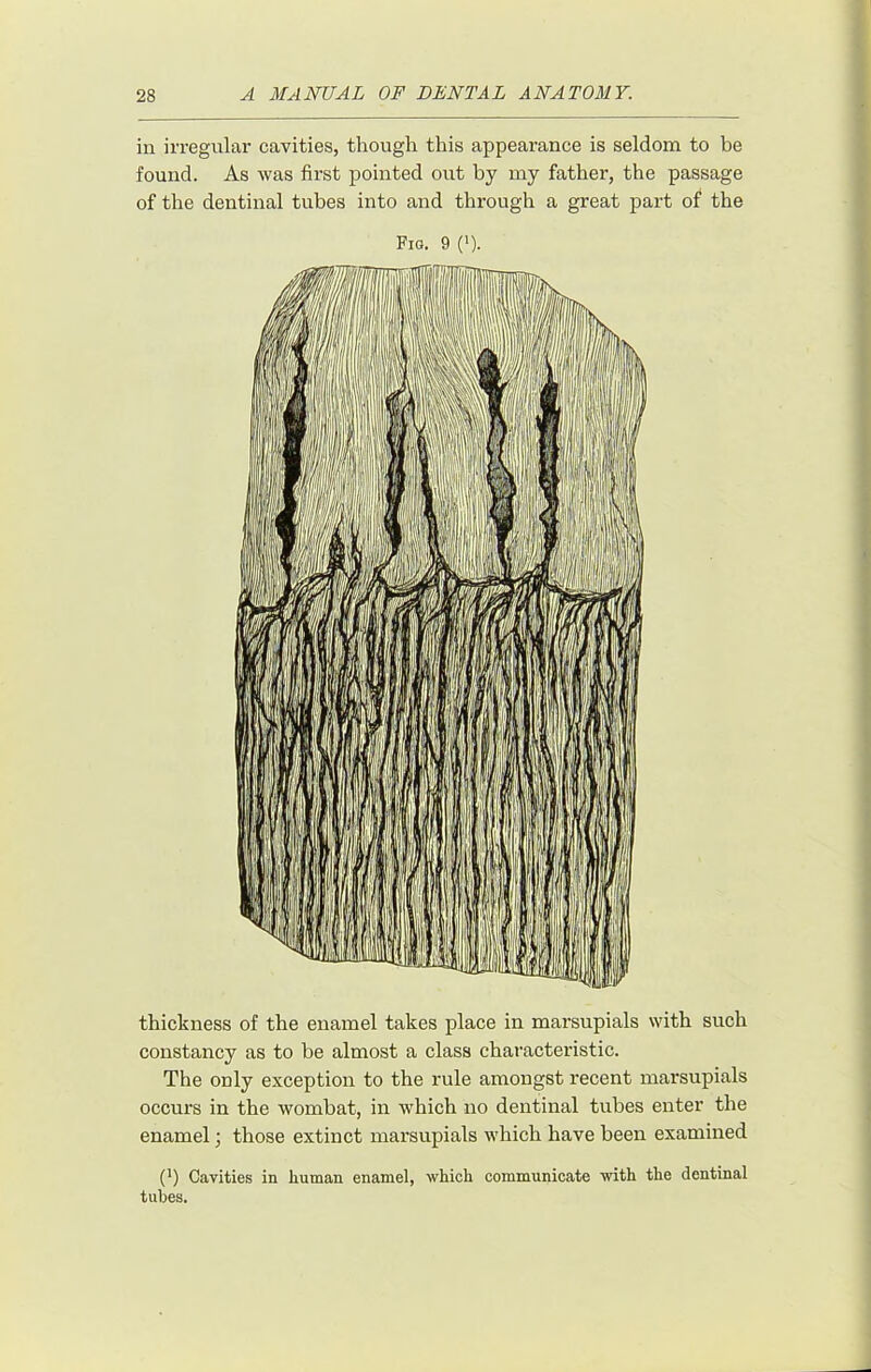 in irregular cavities, though this appearance is seldom to be found. As was first pointed out by my father, the passage of the dentinal tubes into and through a great part of the Fig. 9 ('). thickness of the enamel takes place in marsupials with such constancy as to be almost a class characteristic. The only exception to the rule amongst recent marsupials occurs in the wombat, in which no dentinal tubes enter the enamel; those extinct marsupials which have been examined (') Cavities in human enamel, which communicate with the dentinal tubes.