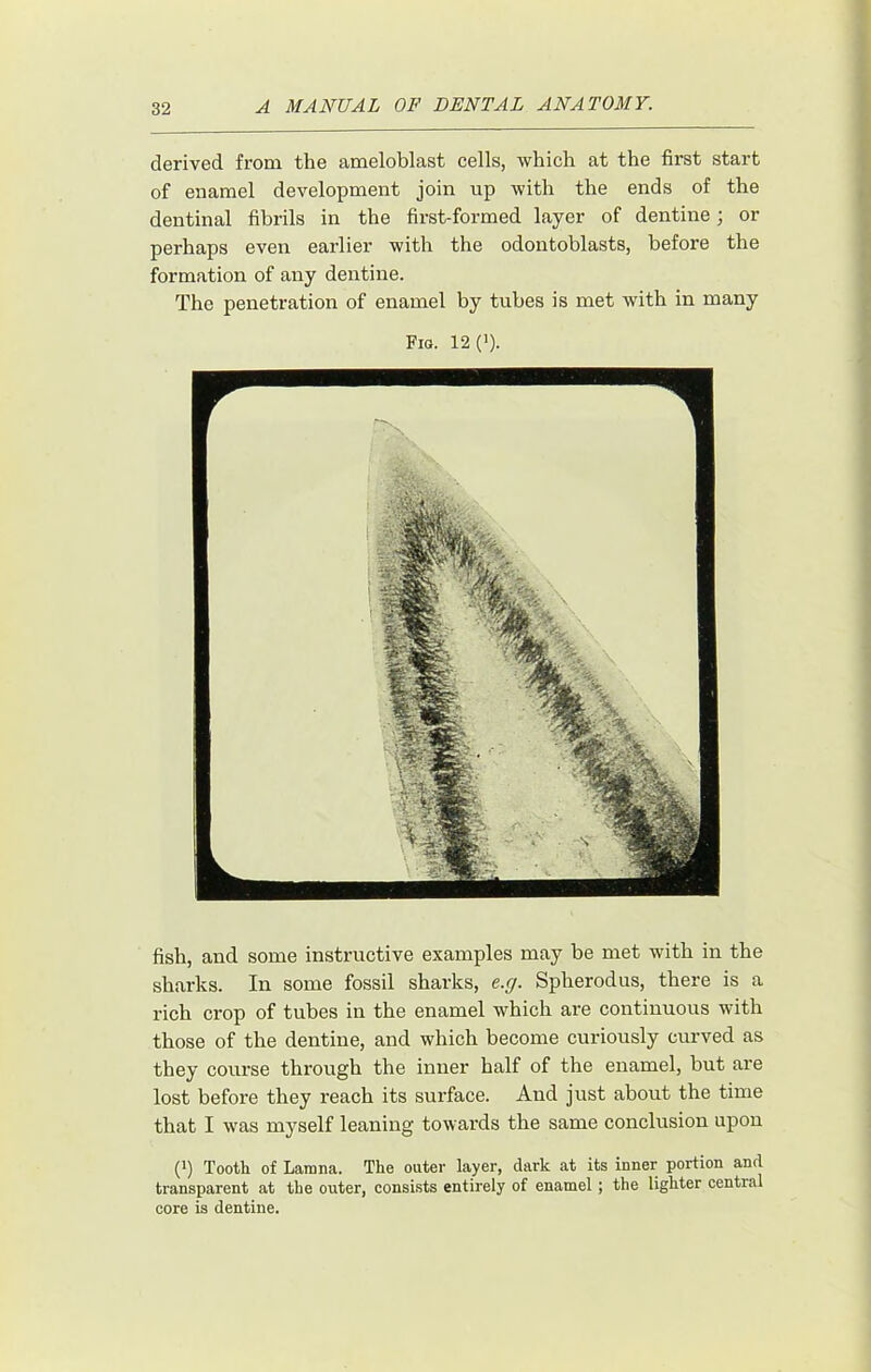 derived from the ameloblast cells, which at the first start of enamel development join up with the ends of the dentinal fibrils in the first-formed layer of dentine; or perhaps even earlier with the odontoblasts, before the formation of any dentine. The penetration of enamel by tubes is met with in many Fio. 12(1). fish, and some instructive examples may be met with in the sharks. In some fossil sharks, e.y. Spherodus, there is a rich crop of tubes in the enamel which are continuous with those of the dentine, and which become curiously curved as they course through the inner half of the enamel, but are lost before they reach its surface. And just about the time that I was myself leaning towai’ds the same conclusion upon (1) Tooth of Lamna. The outer layer, dark at its inner portion and transparent at the outer, consists entirely of enamel; the lighter central core is dentine.